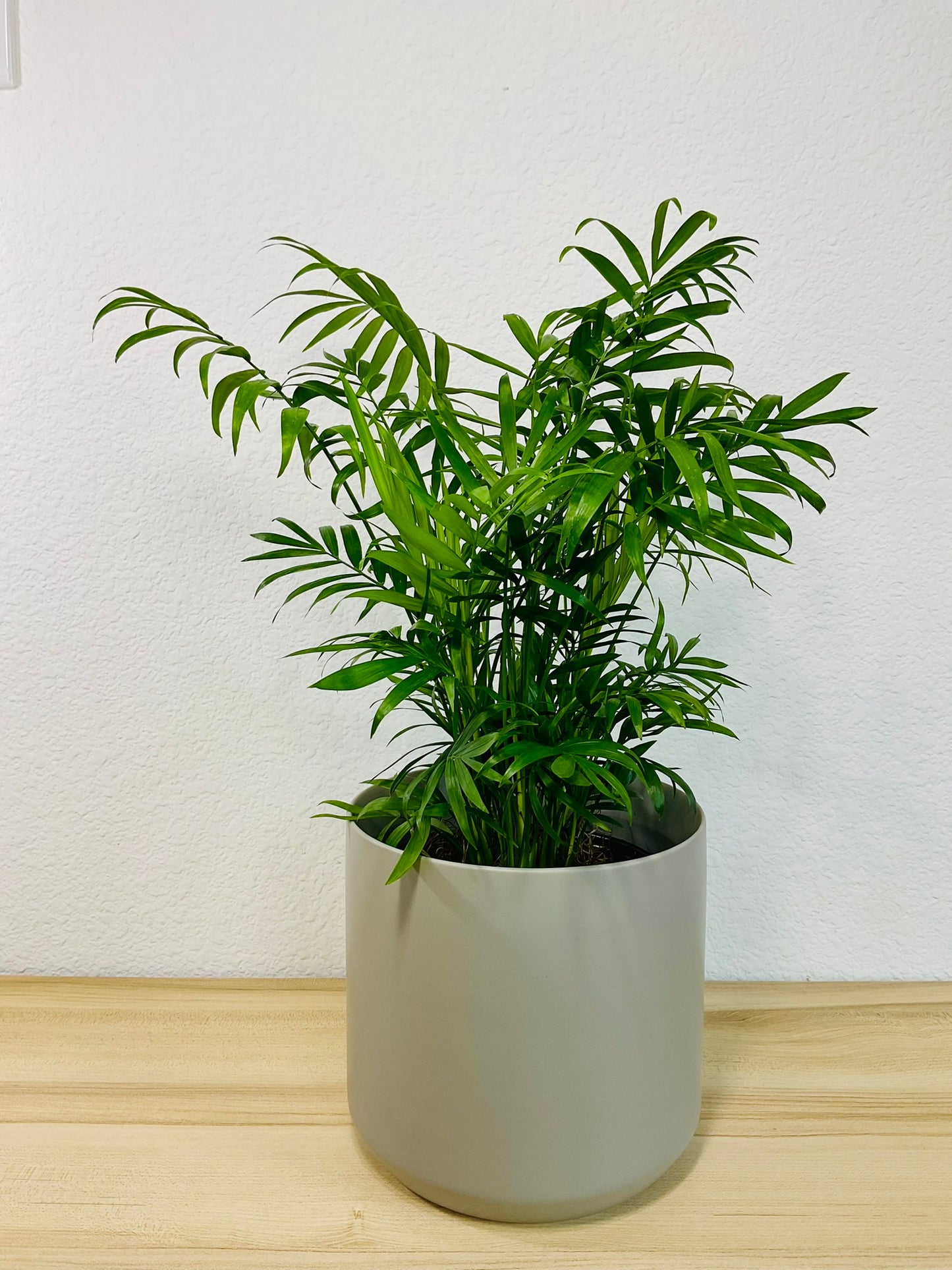 Parlor Palm in 6 inch gray ceramic pot
