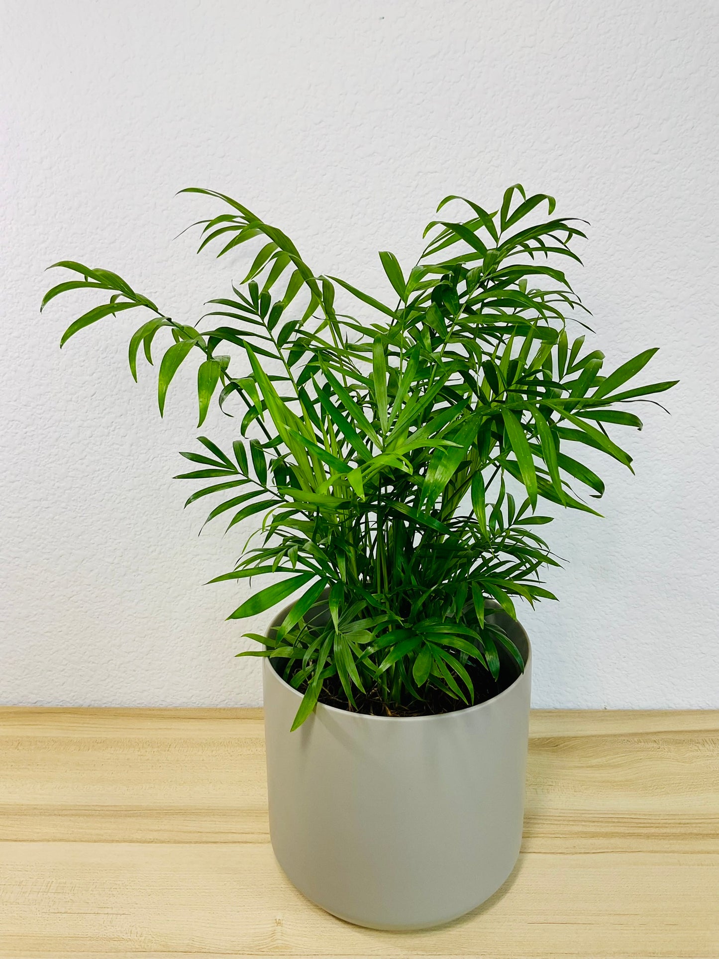 Parlor Palm in 6 inch gray ceramic pot, tilt view