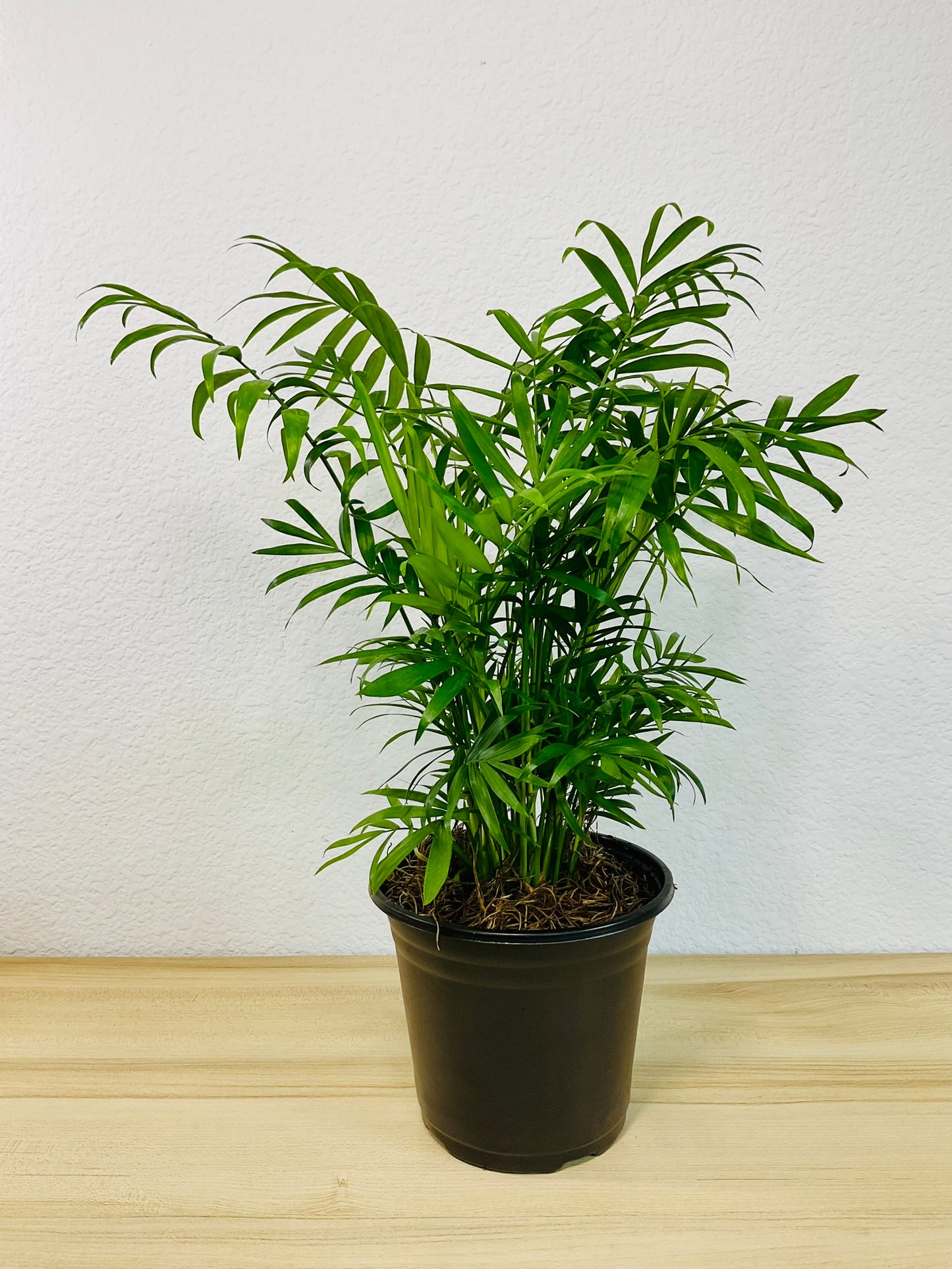 Parlor Palm in grow pot