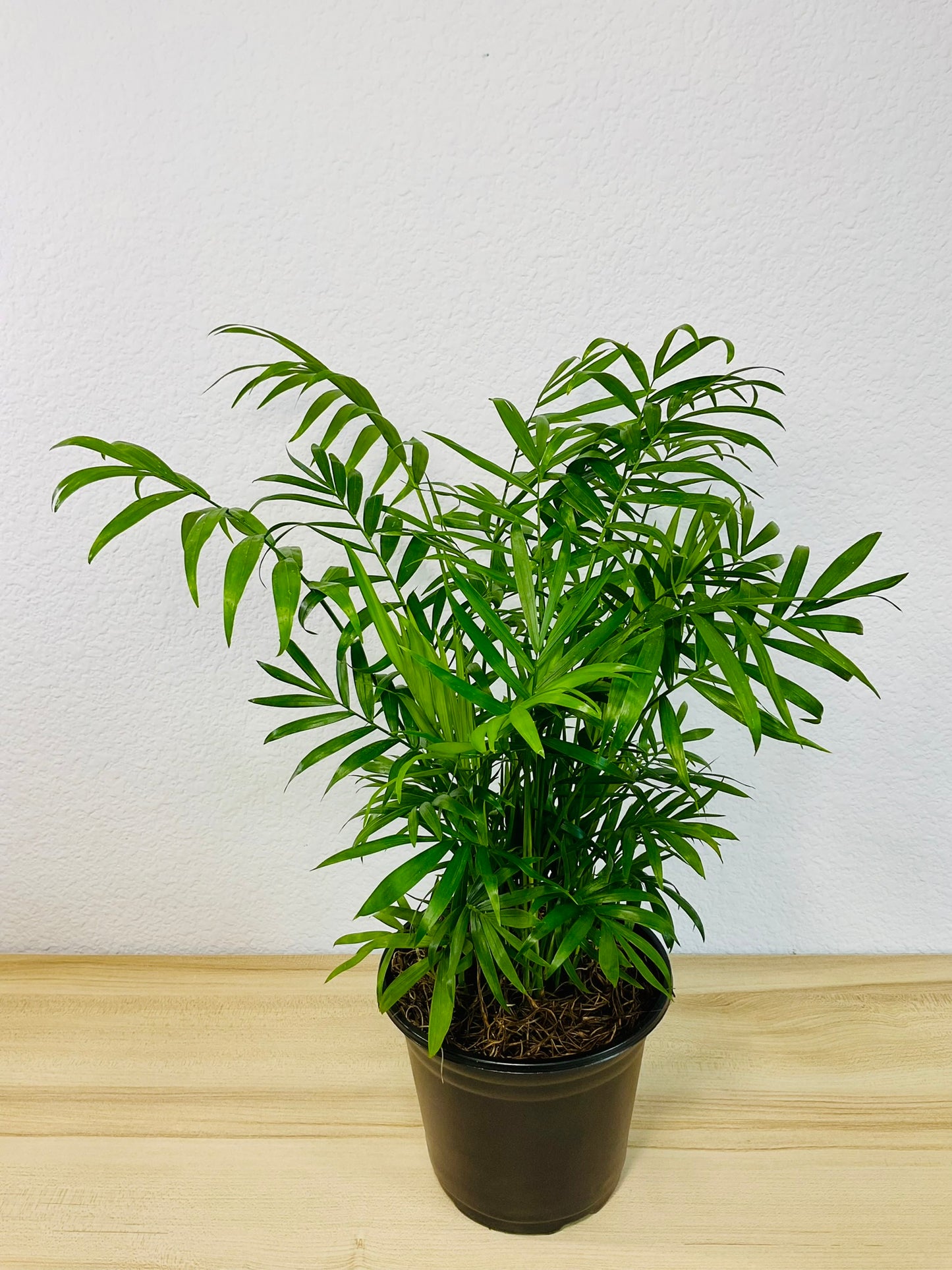 Parlor Palm in grow pot, tilt view close up