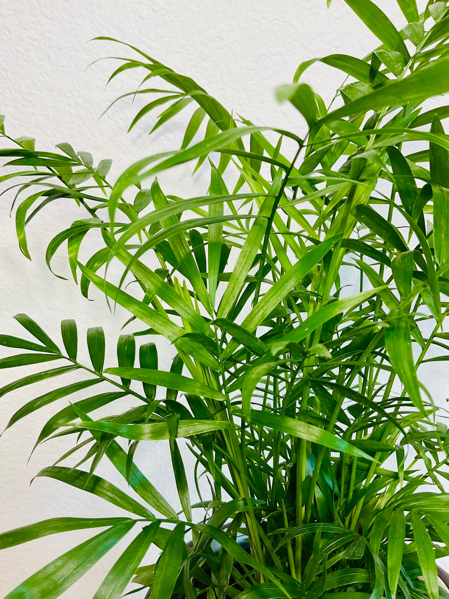 Parlor Palm leaves up close