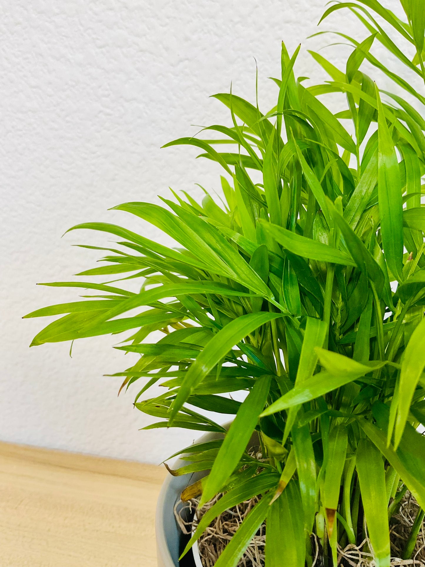 Parlor Palm leaves, detail view
