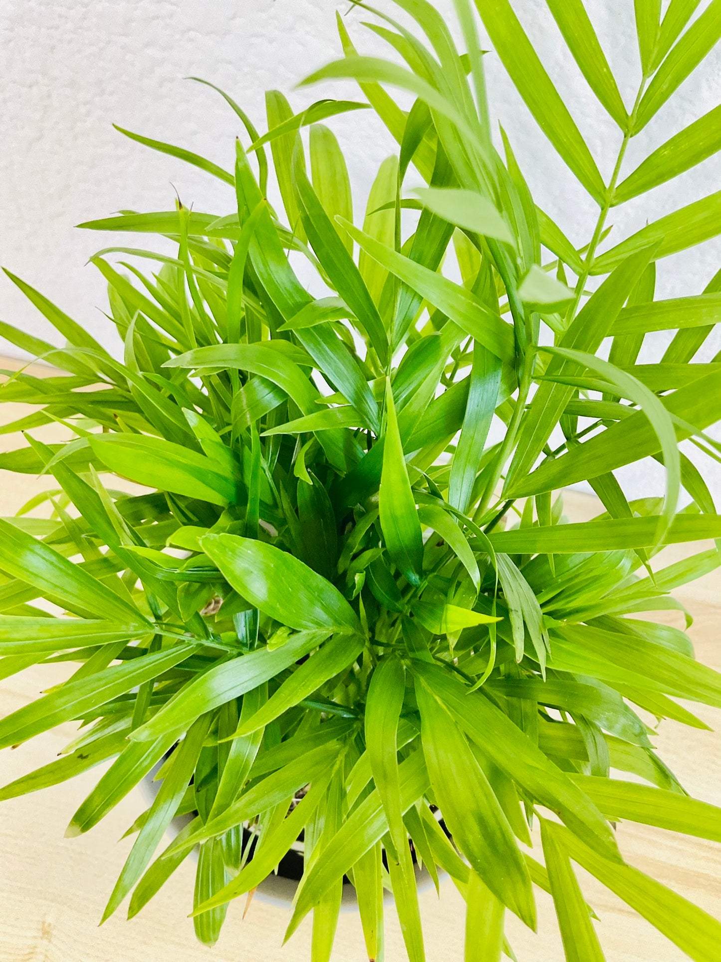 Parlor Palm leaves top view