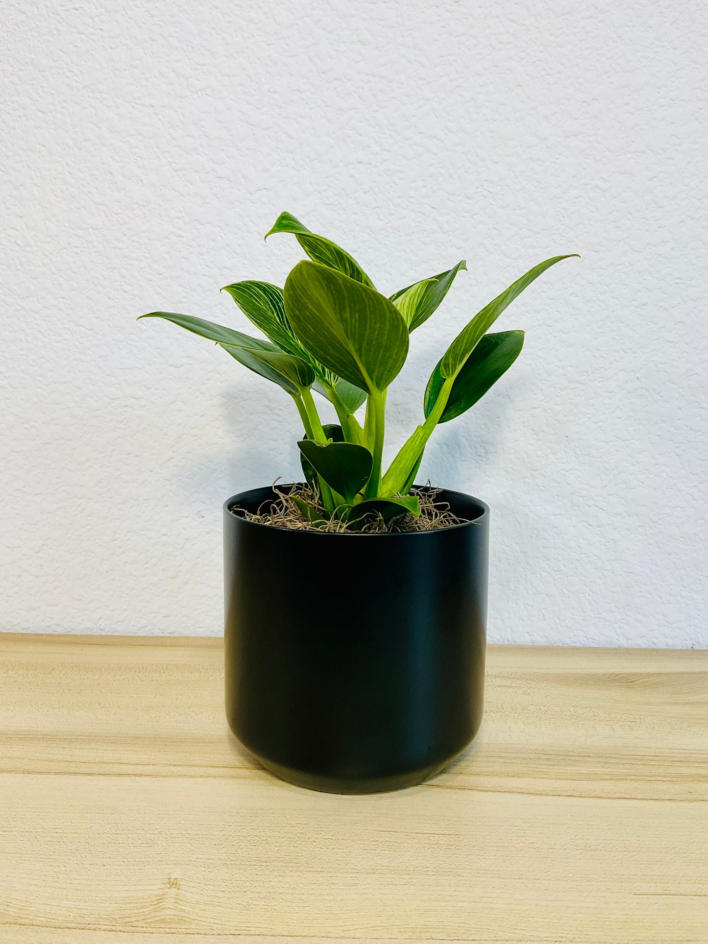 Birkin Philodendron in black ceramic pot