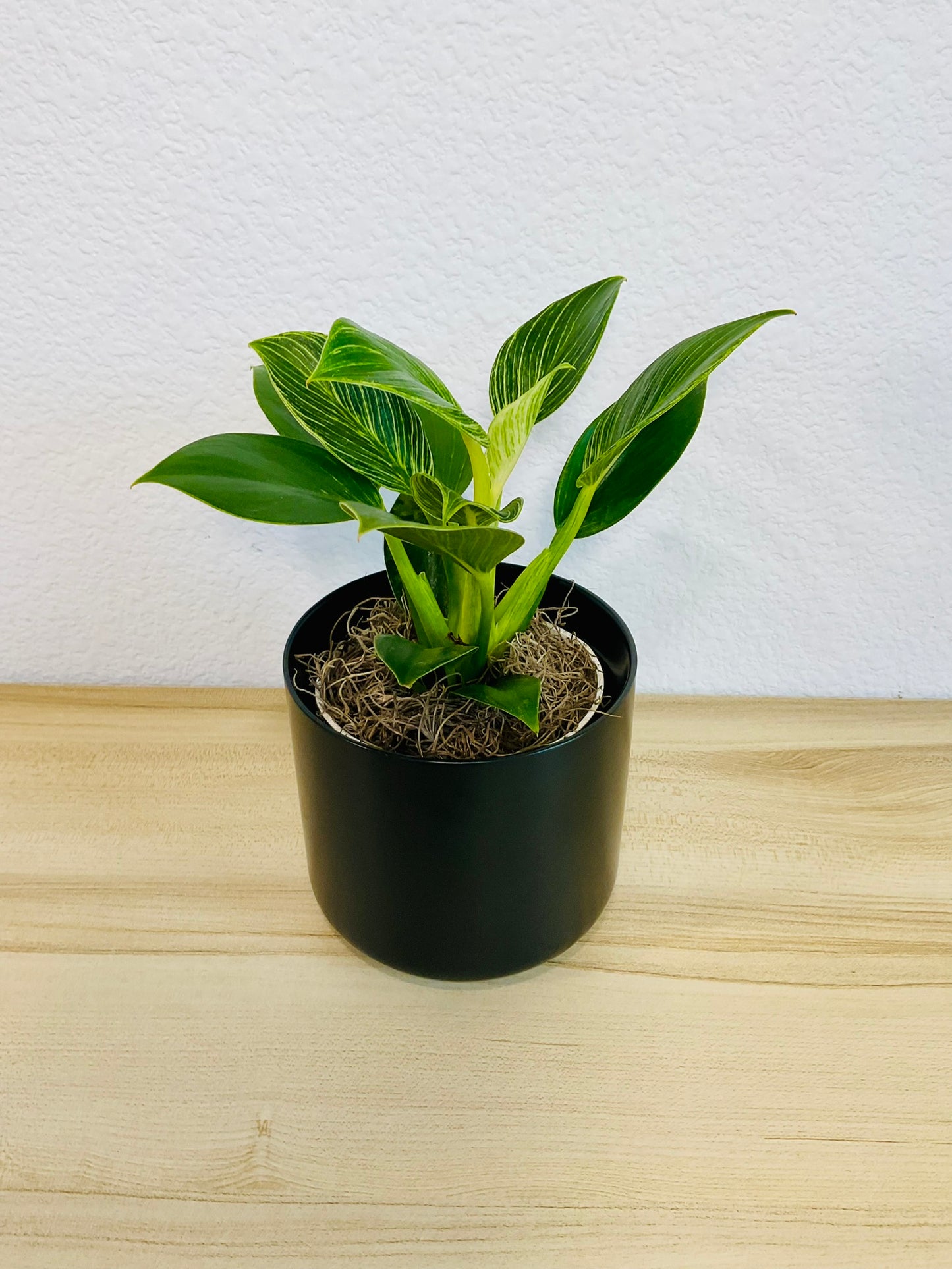 Birkin Philodendron in black ceramic pot, tilt view