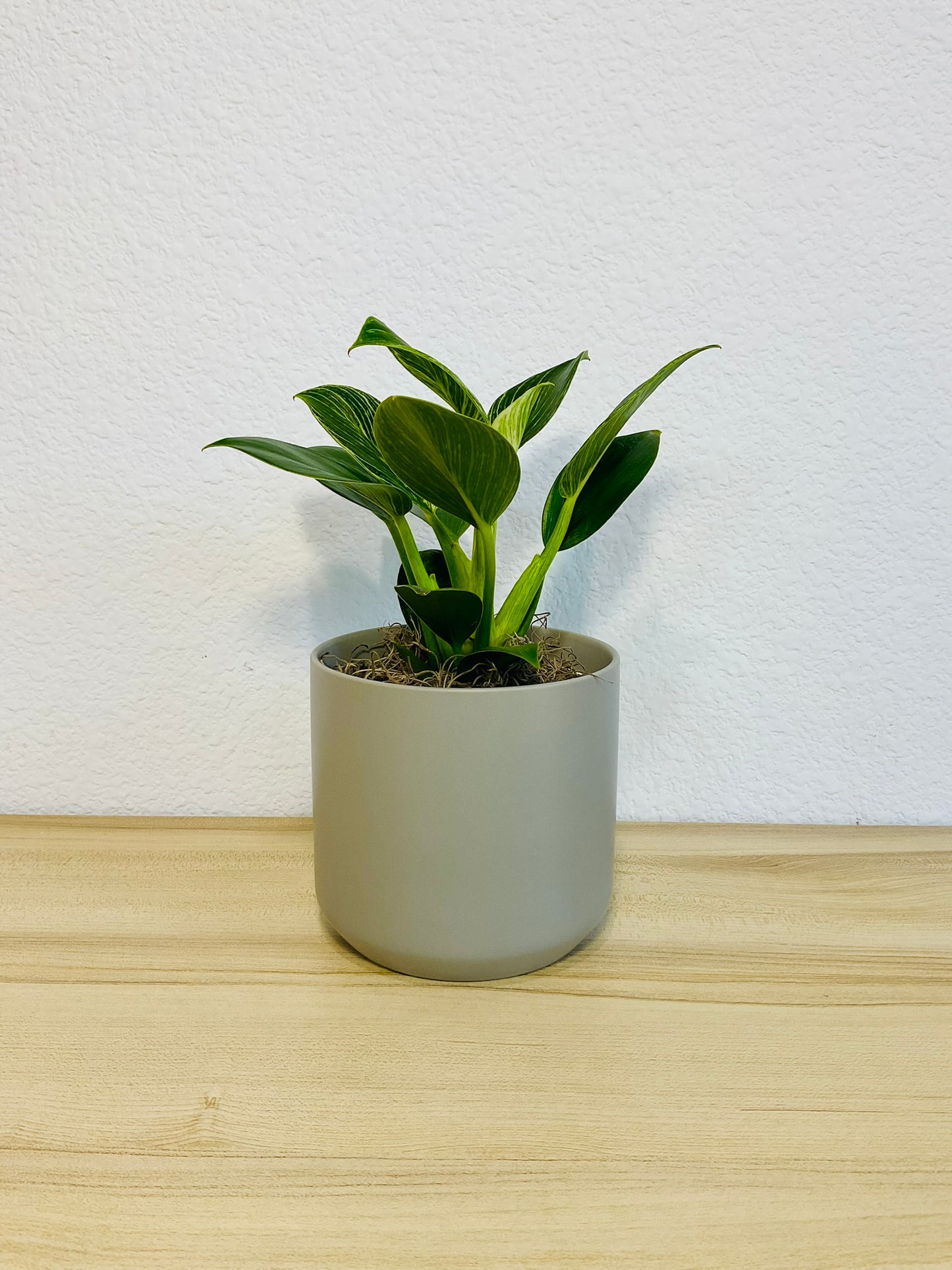 Birkin Philodendron in gray ceramic pot