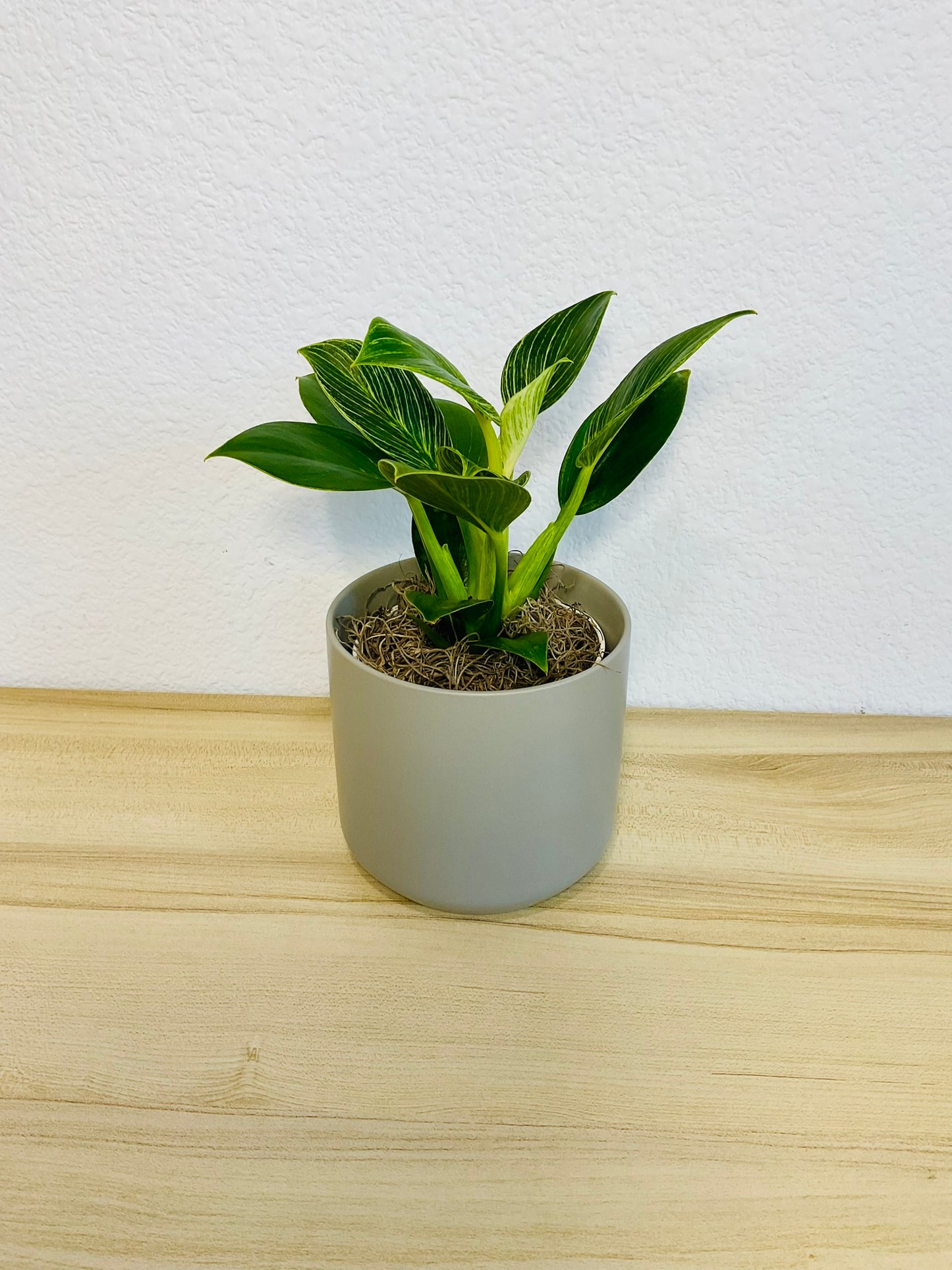 Birkin Philodendron in gray ceramic pot, tilt view