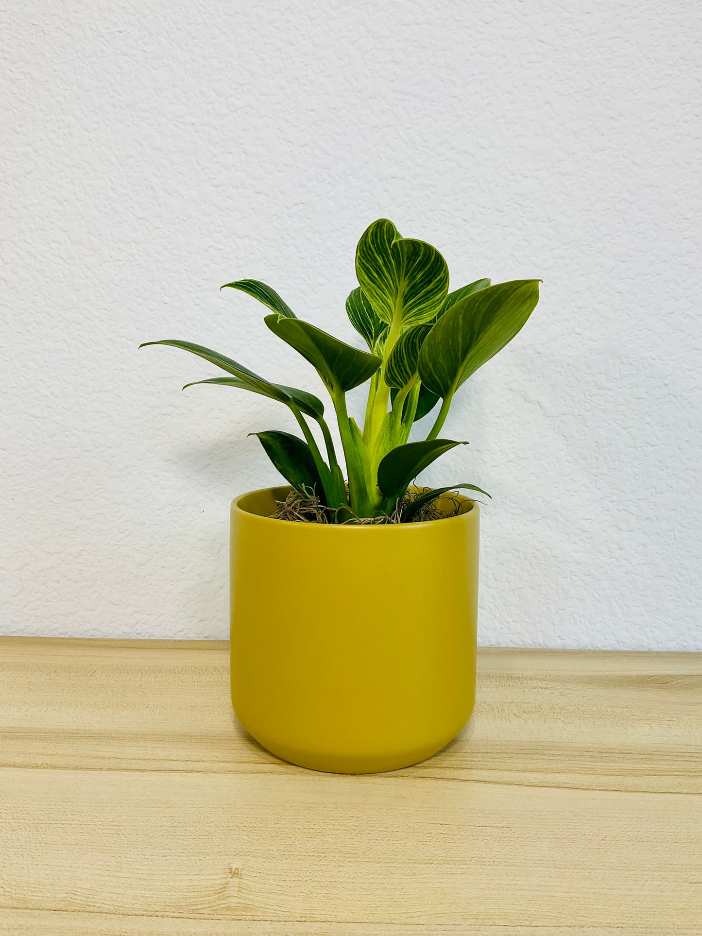 Birkin Philodendron in ochre ceramic pot