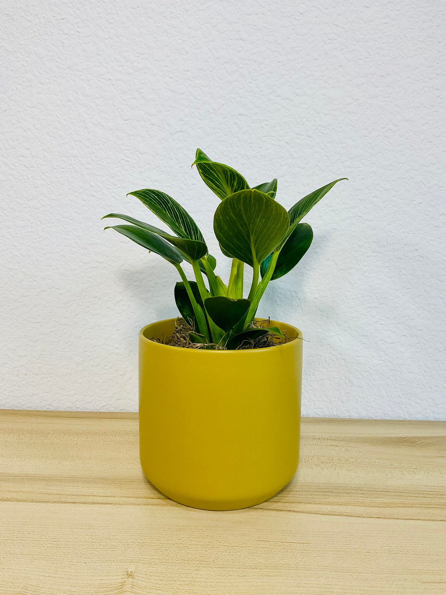 Birkin Philodendron in ochre ceramic pot, tilt view