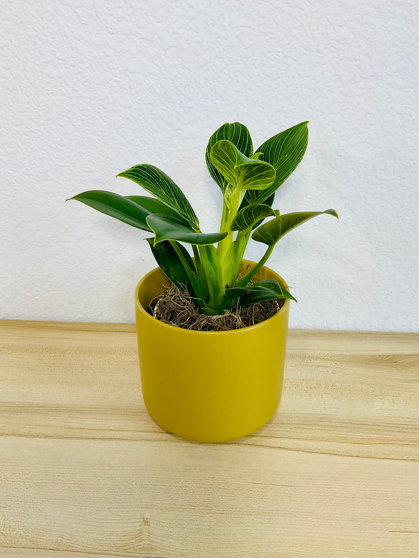 Birkin Philodendron in ochre ceramic pot, different view