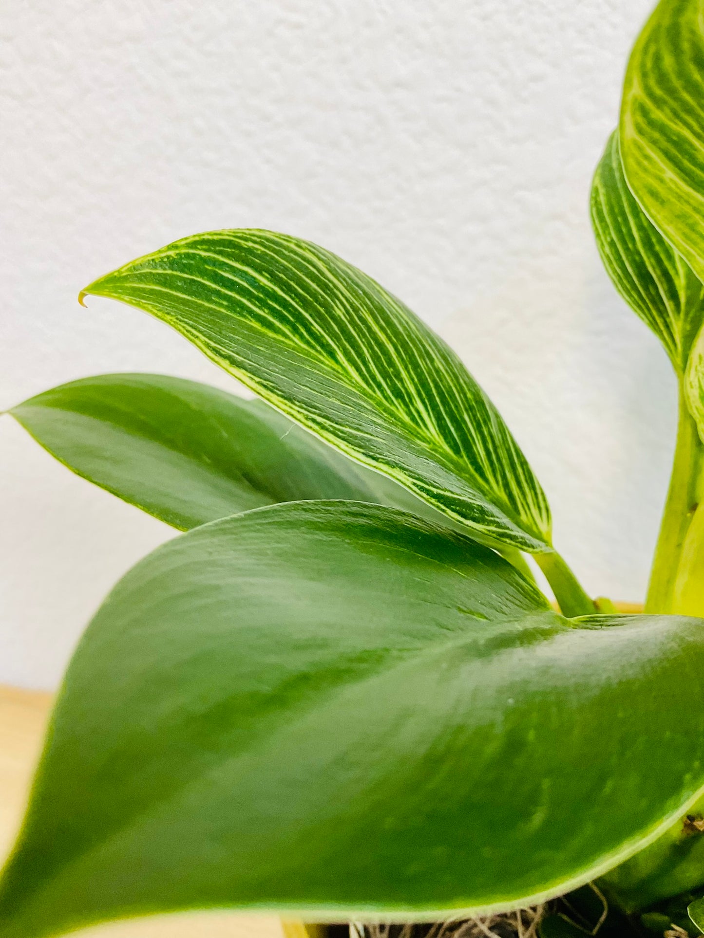 Birkin Philodendron plant leaves up close