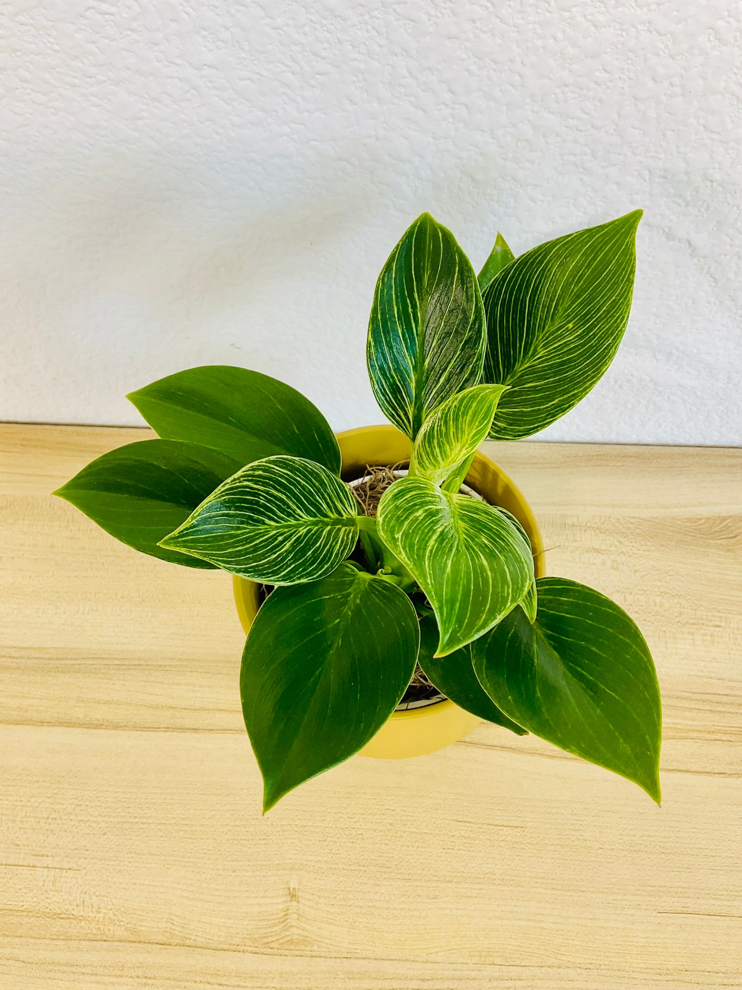 Birkin Philodendron plant top view