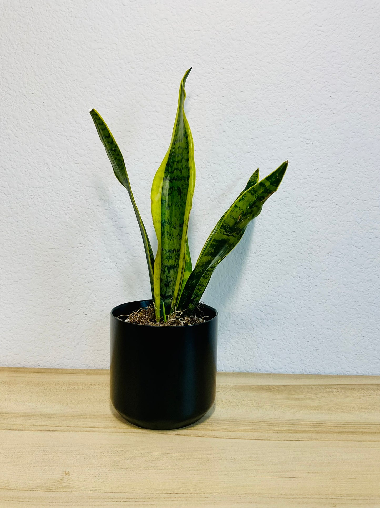 Snake Plant Laurentii with upright yellow-edged green leaves in a black ceramic planter.