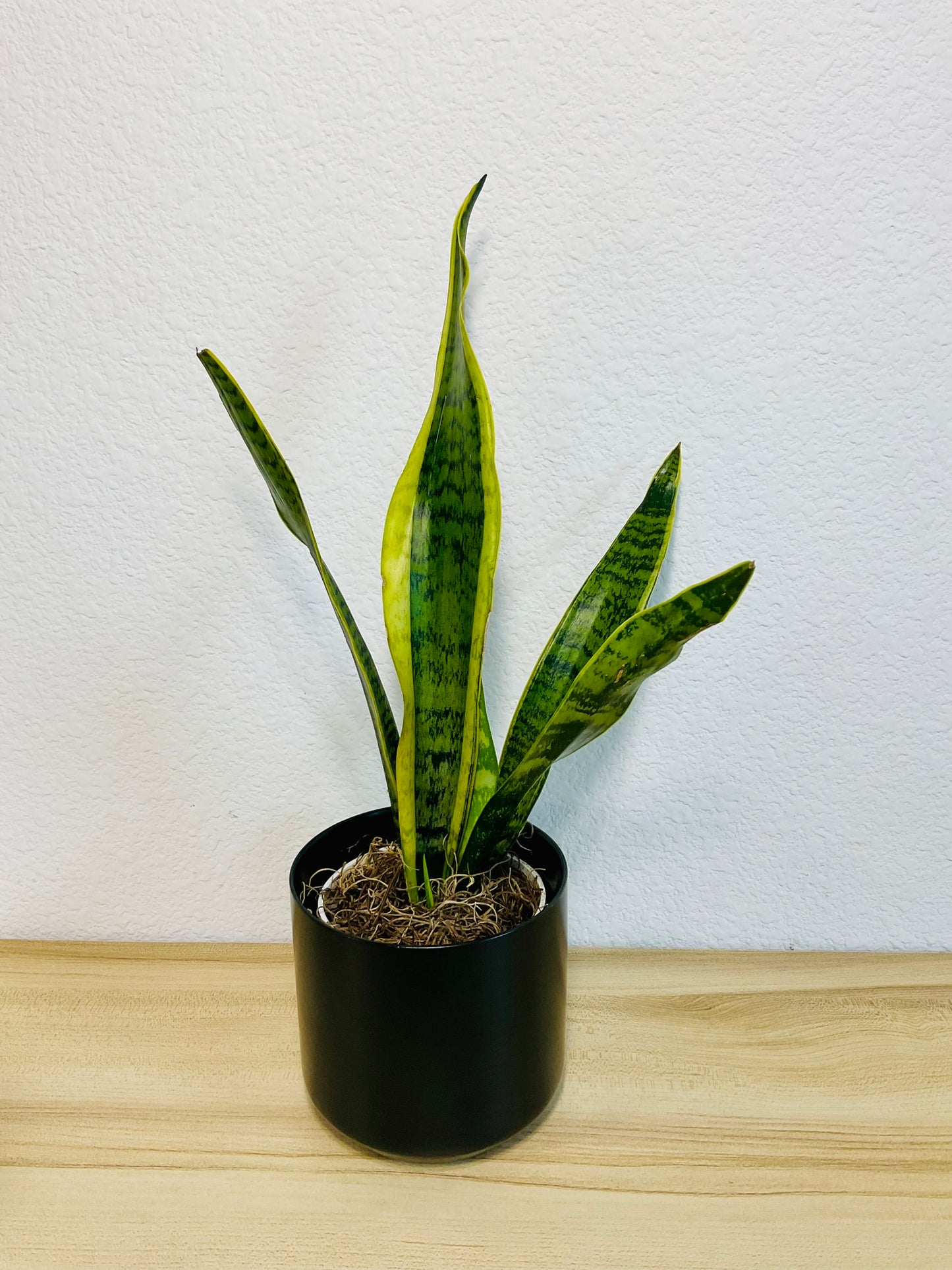 Snake Plant Laurentii with upright yellow-edged green leaves in a black ceramic planter - tilt view.