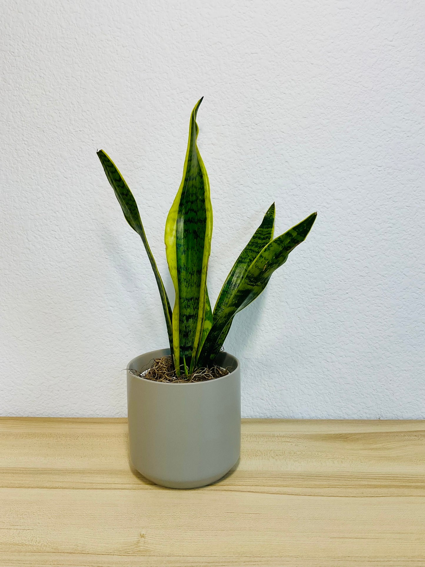 Snake Plant Laurentii with upright yellow-edged green leaves in a gray ceramic planter.