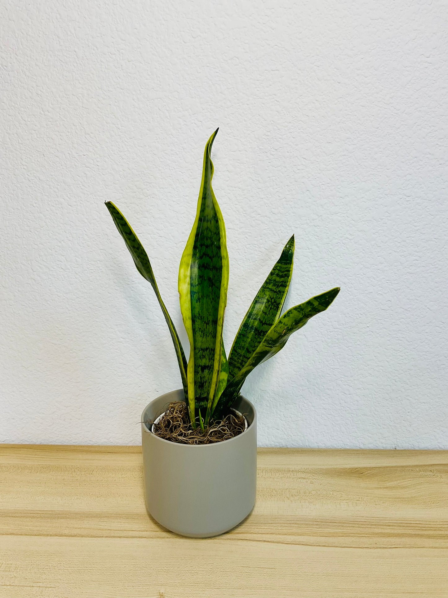 Snake Plant Laurentii with upright yellow-edged green leaves in a gray ceramic planter - tilt view.
