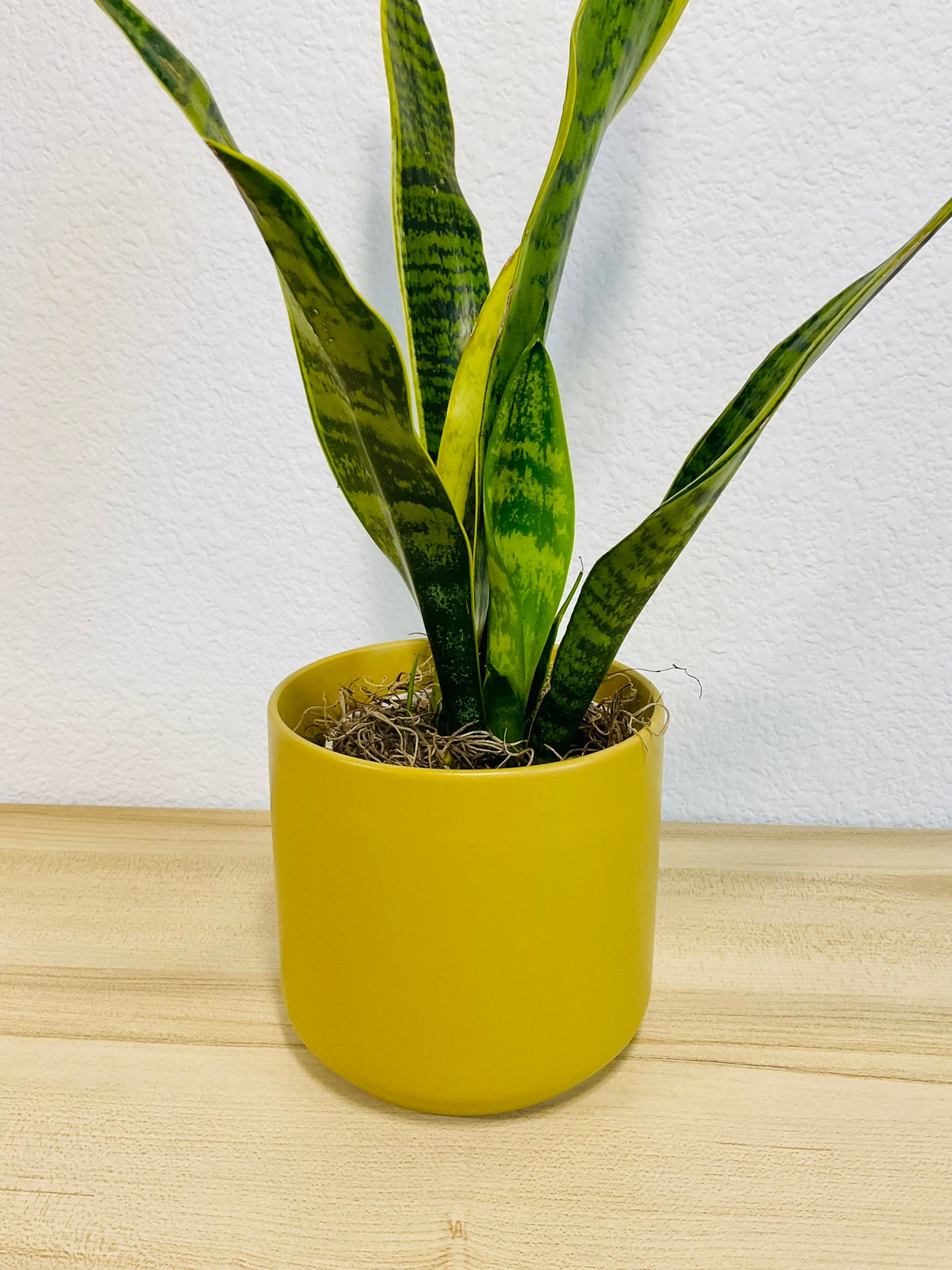 Snake Plant Laurentii with upright yellow-edged green leaves in a ochre ceramic planter - up close.