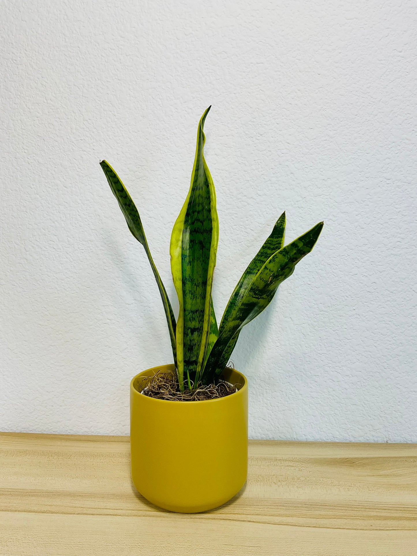 Snake Plant Laurentii with upright yellow-edged green leaves in a ochre ceramic planter.