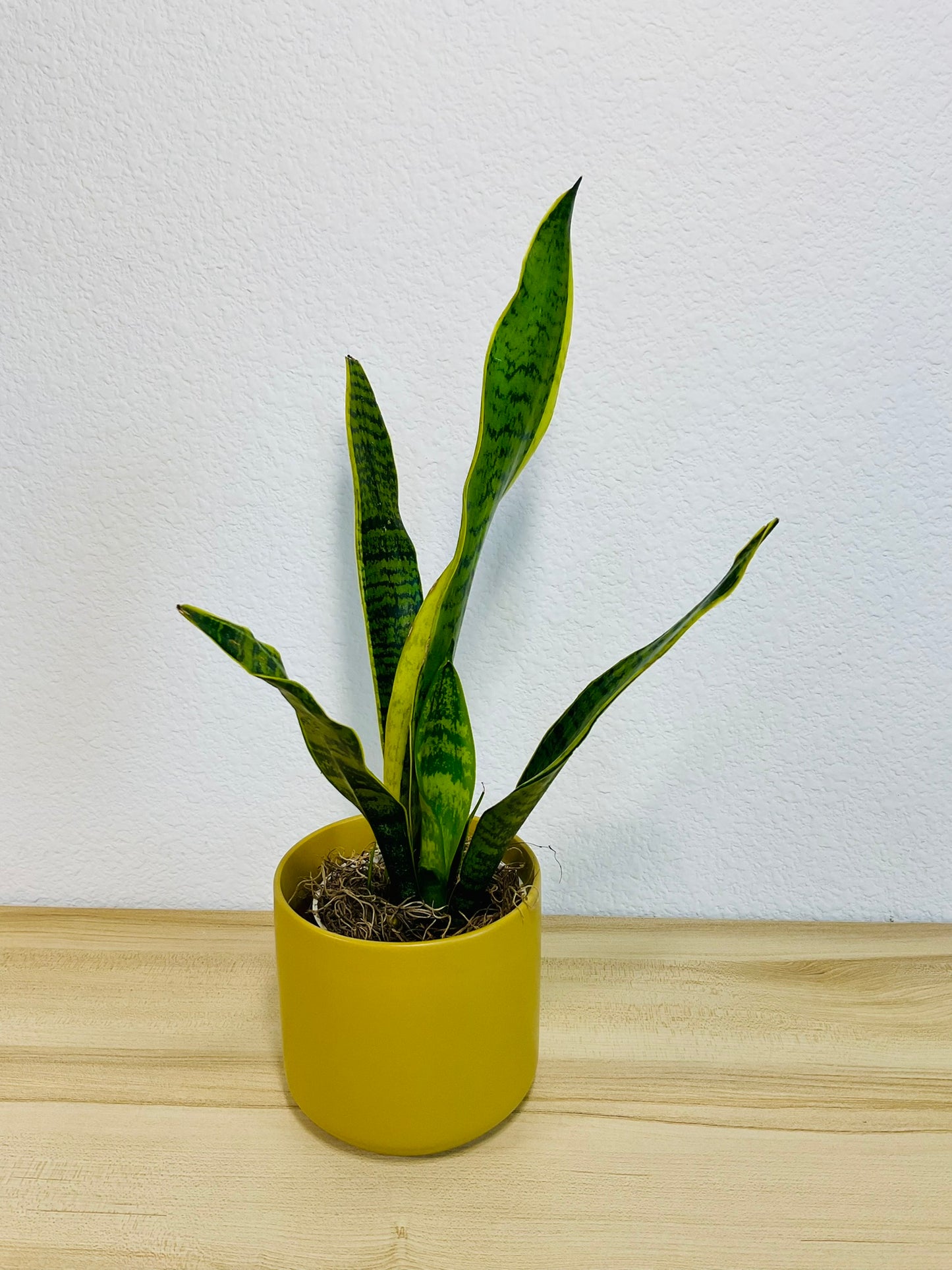 Snake Plant Laurentii with upright yellow-edged green leaves in a ochre ceramic planter - tilt view.