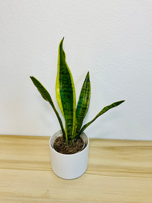 Snake Plant Laurentii with upright yellow-edged green leaves in a white ceramic planter - tilt view.