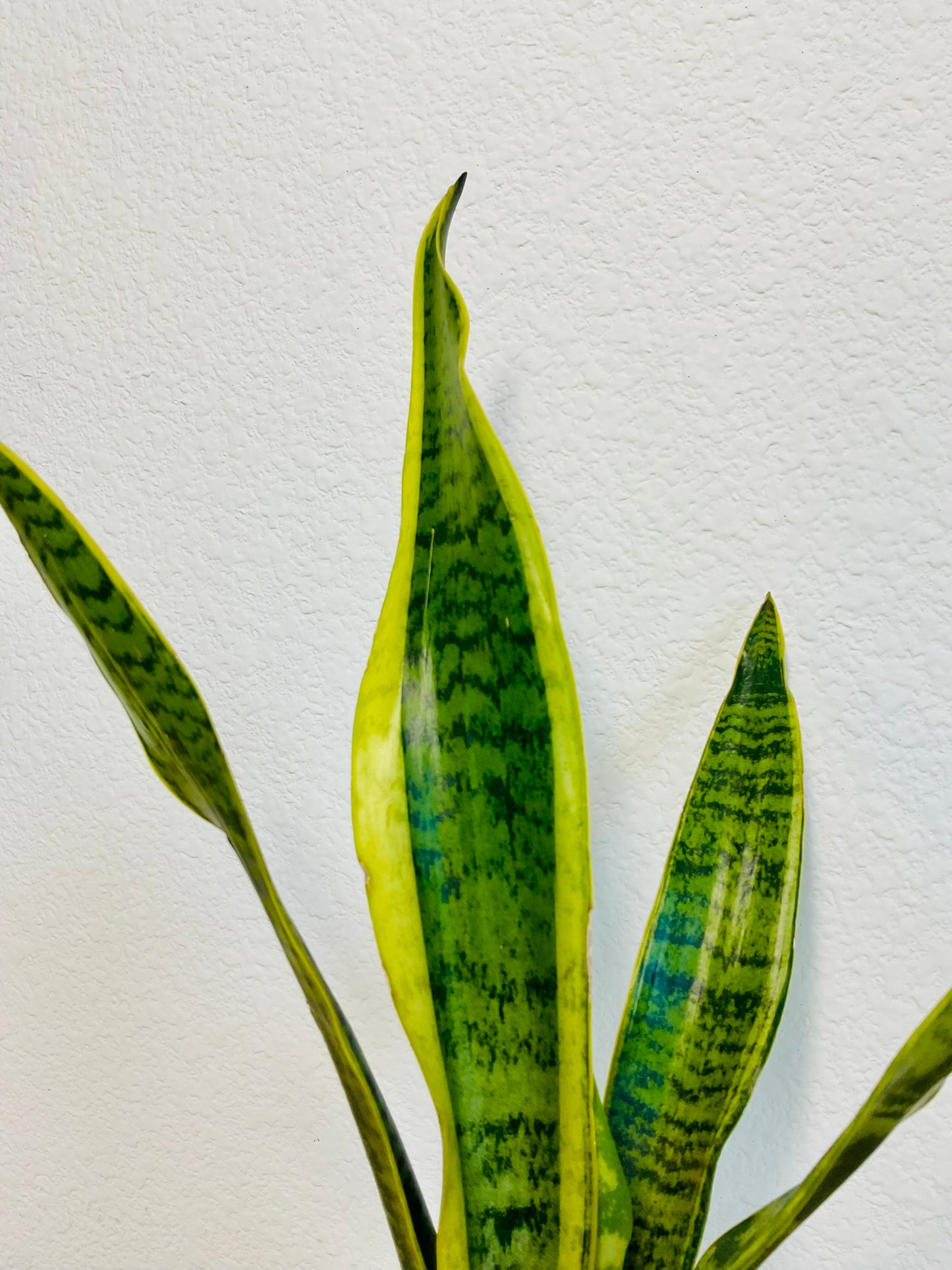 Snake Plant Laurentii with upright yellow-edged green leaves - up close.