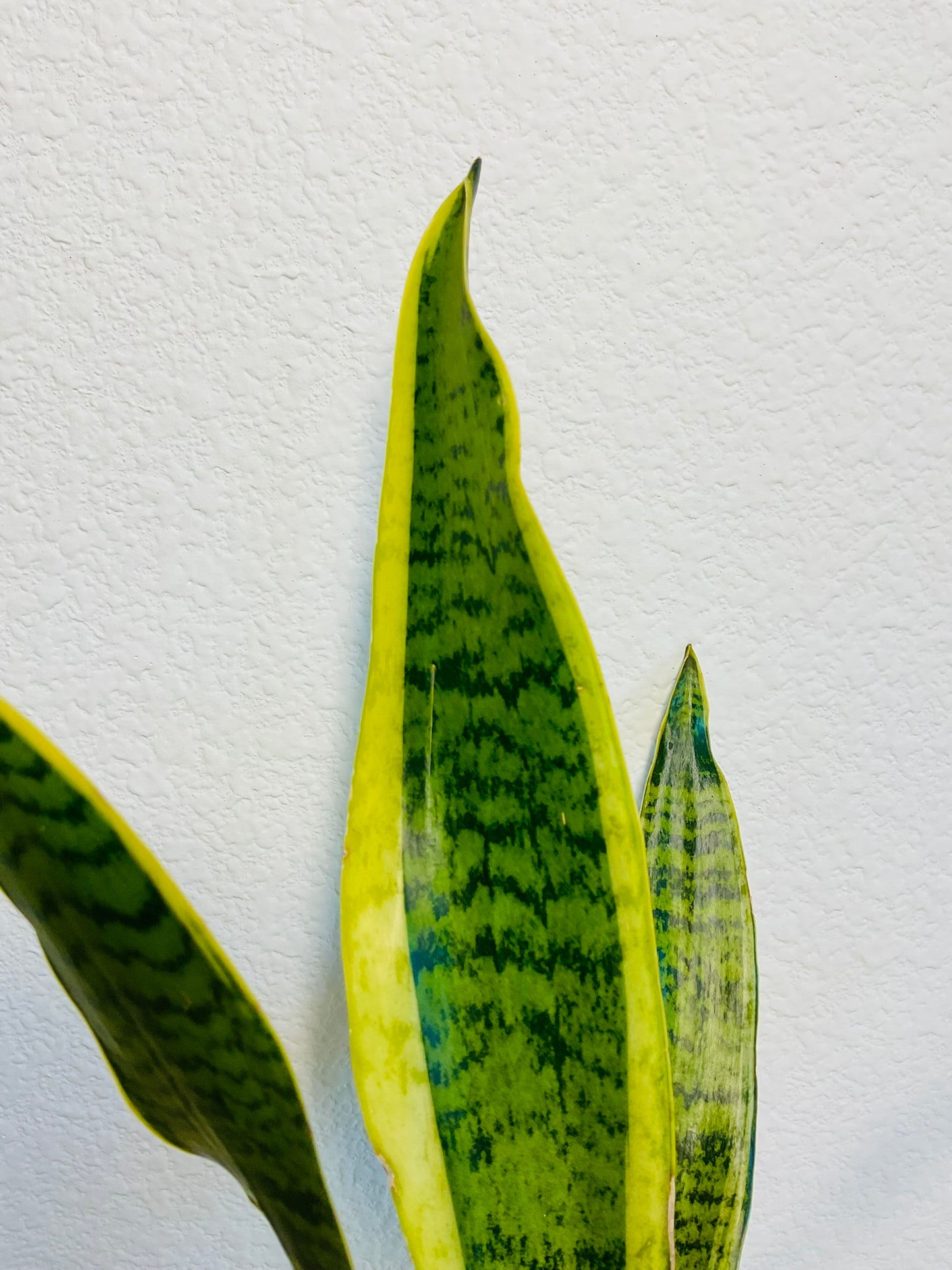 Snake Plant Laurentii with upright yellow-edged green leaves - up close detail view.