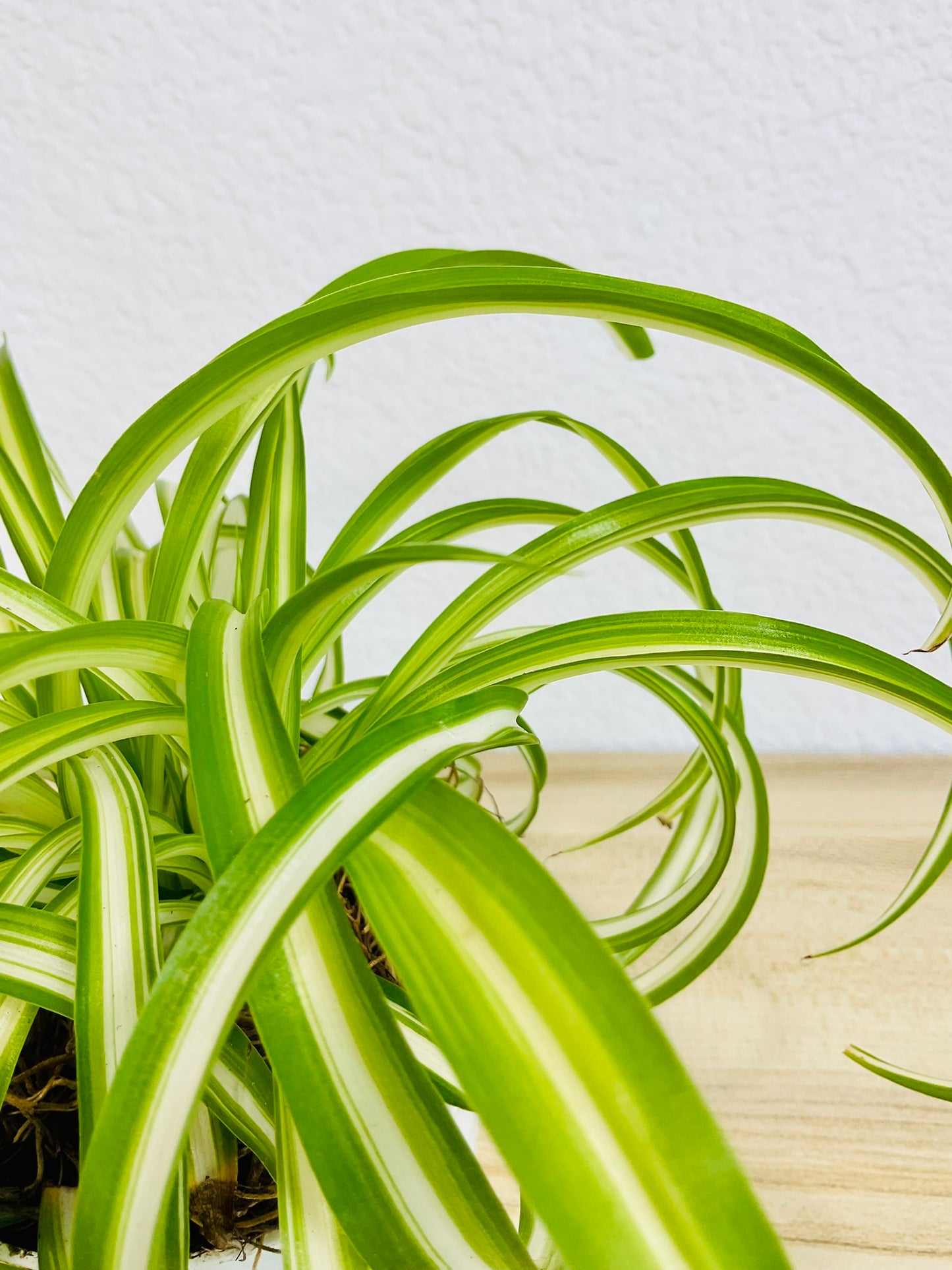 Spider Plant Bonnie with curled green and white leaves
