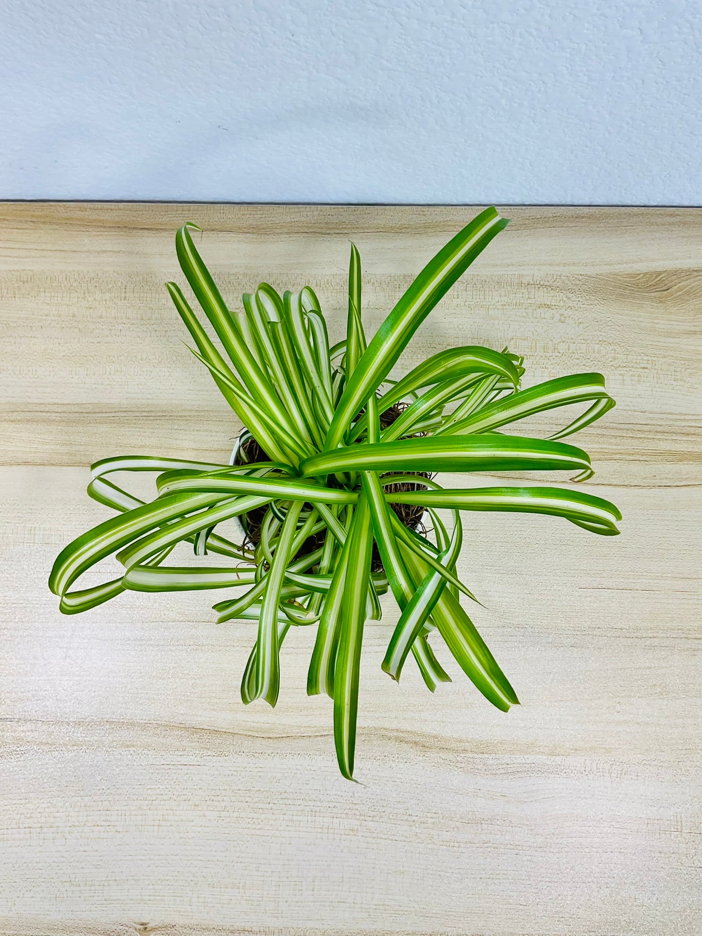 Spider Plant Bonnie with curled green and white leaves in grow pot, top view