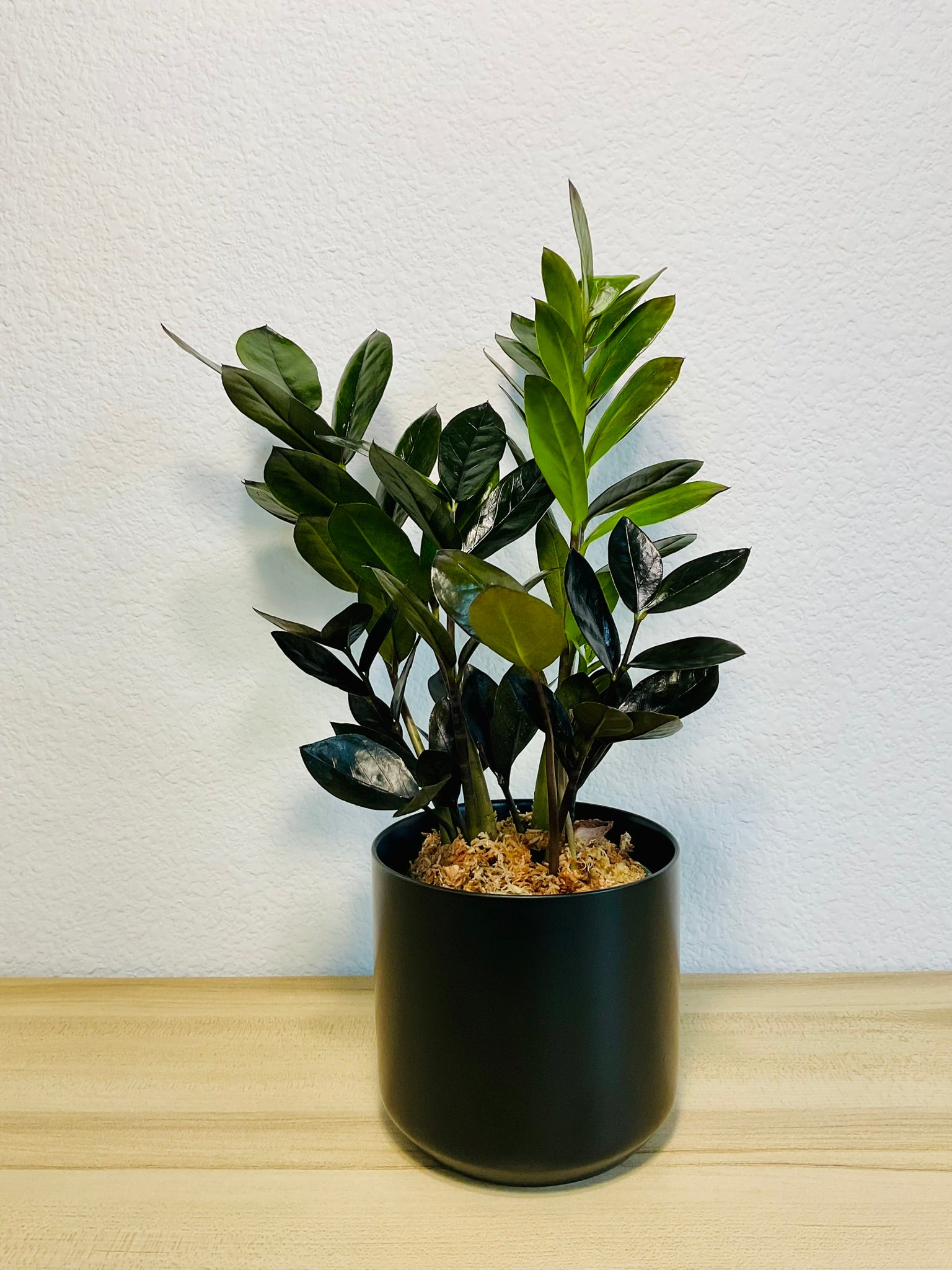 raven zz plant light requirements ZZ Plant Black