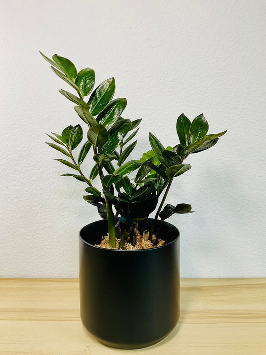 ZZ Plant Black (Raven ZZ) with dark purple-black leaves in a black ceramic pot, tilt view.