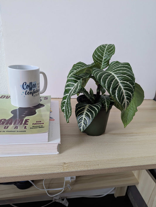 Aphelandra Squarrosa in grow pot