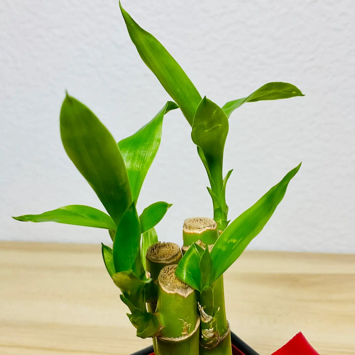 Lucky bamboo up close leaves view
