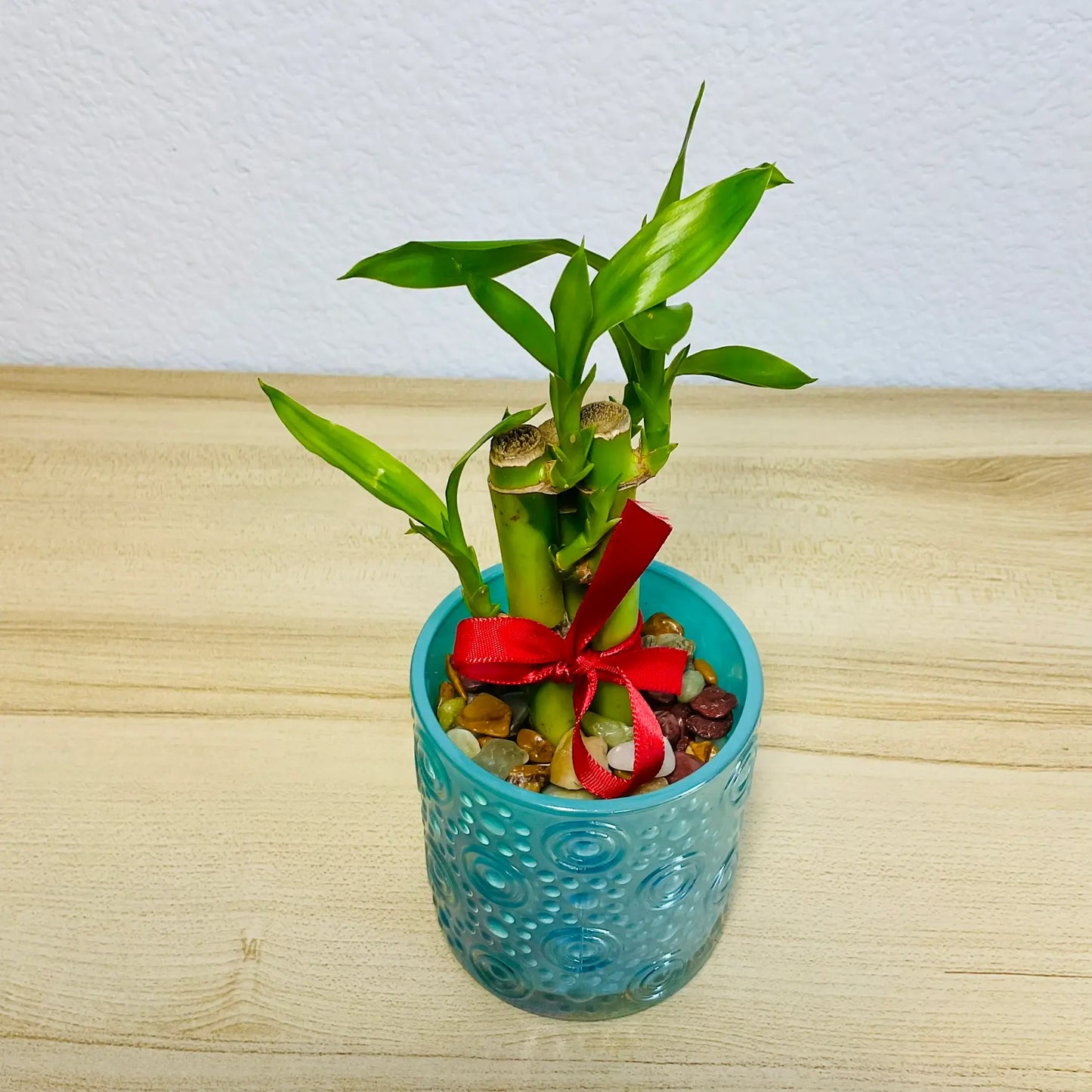 Lucky bamboo stalks in light blue color glass pot - angle view