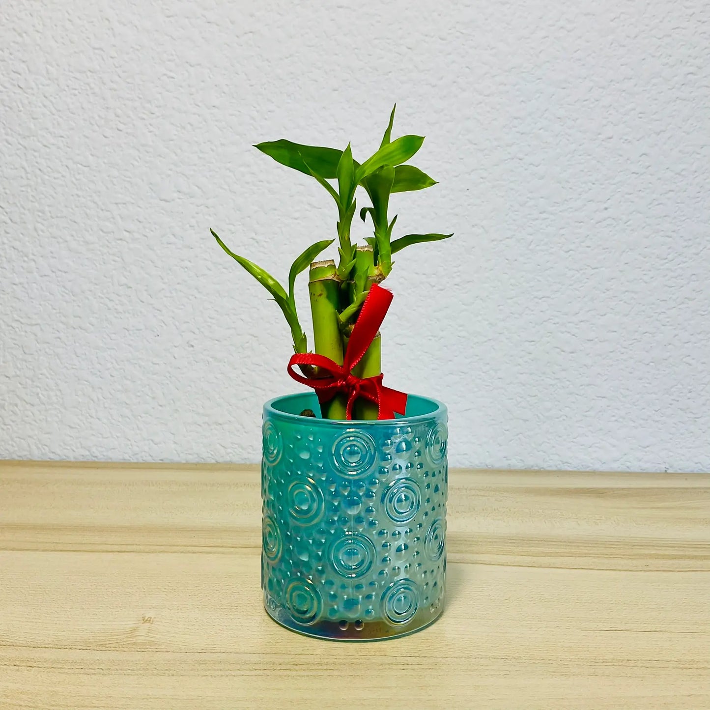 Lucky bamboo stalks in light blue color glass pot