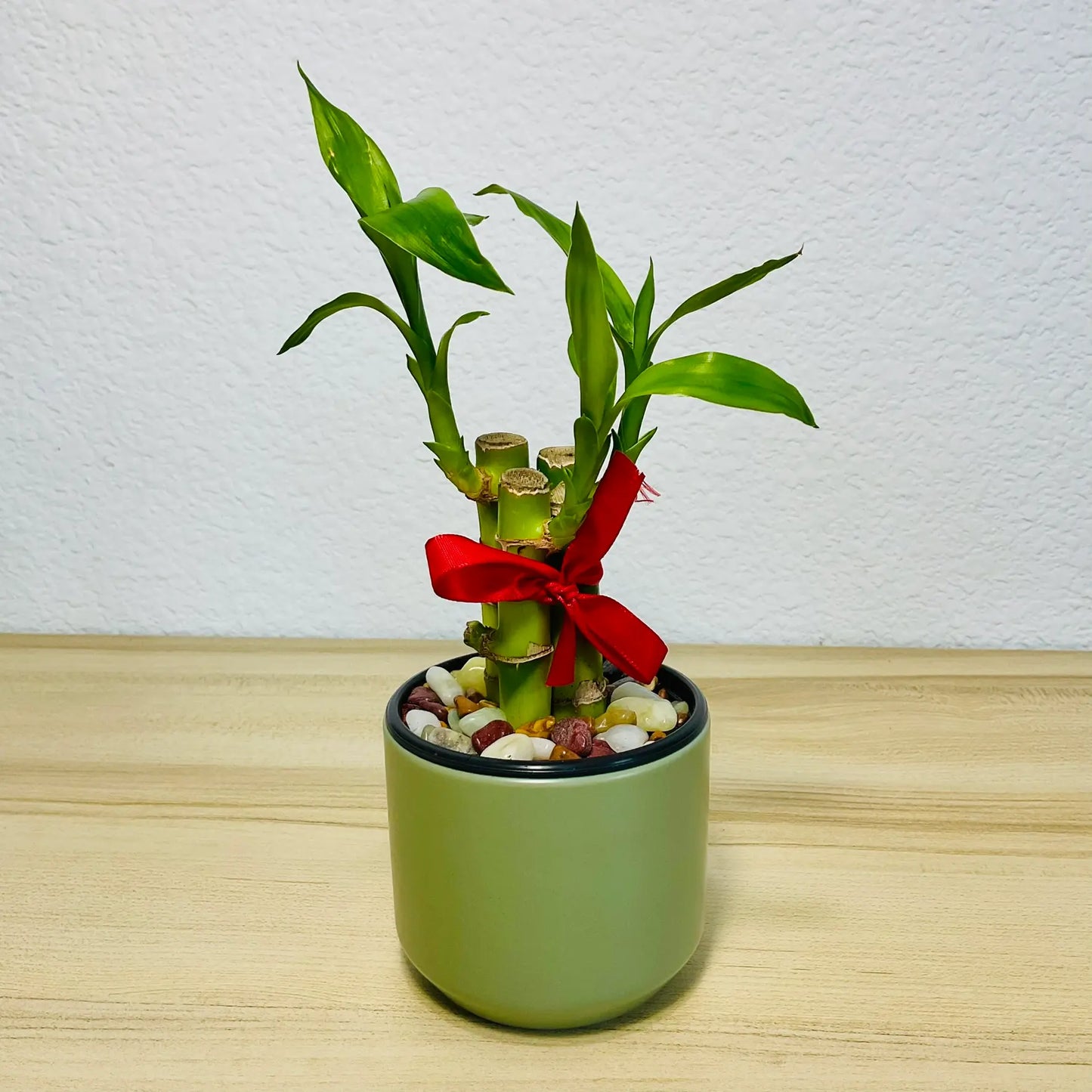 Lucky bamboo stalks in round green ceramic pot