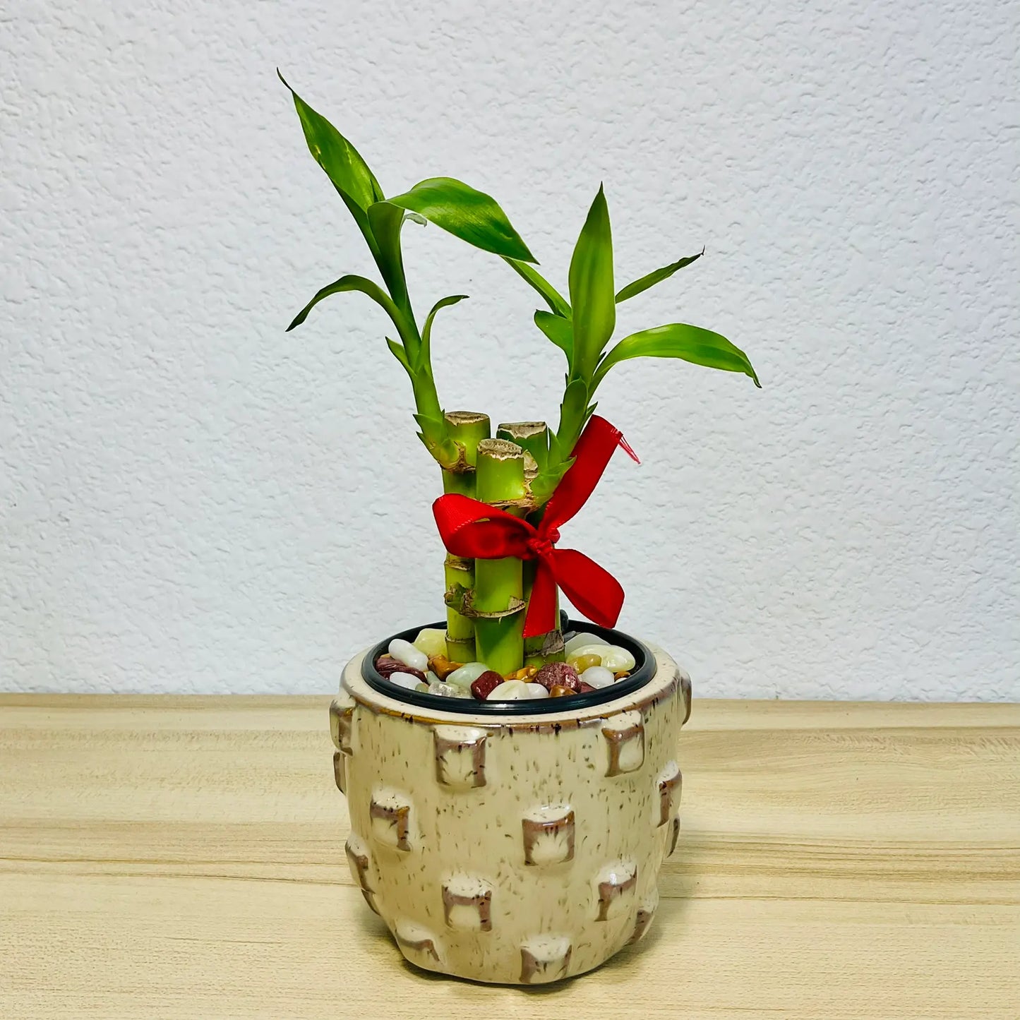 Lucky bamboo stalks in round tan ceramic pot