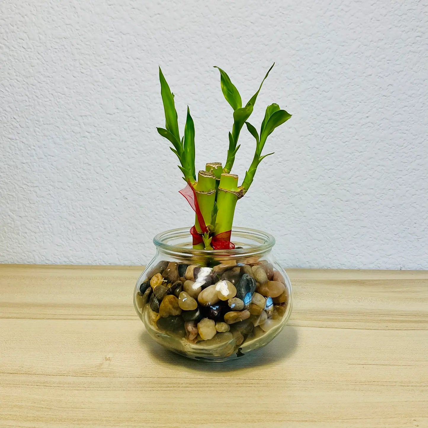 Lucky bamboo stalks in glass bowl shape pot