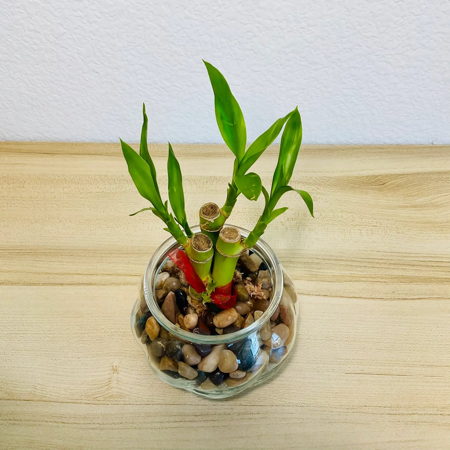 Lucky bamboo stalks in glass bowl shape pot - top view