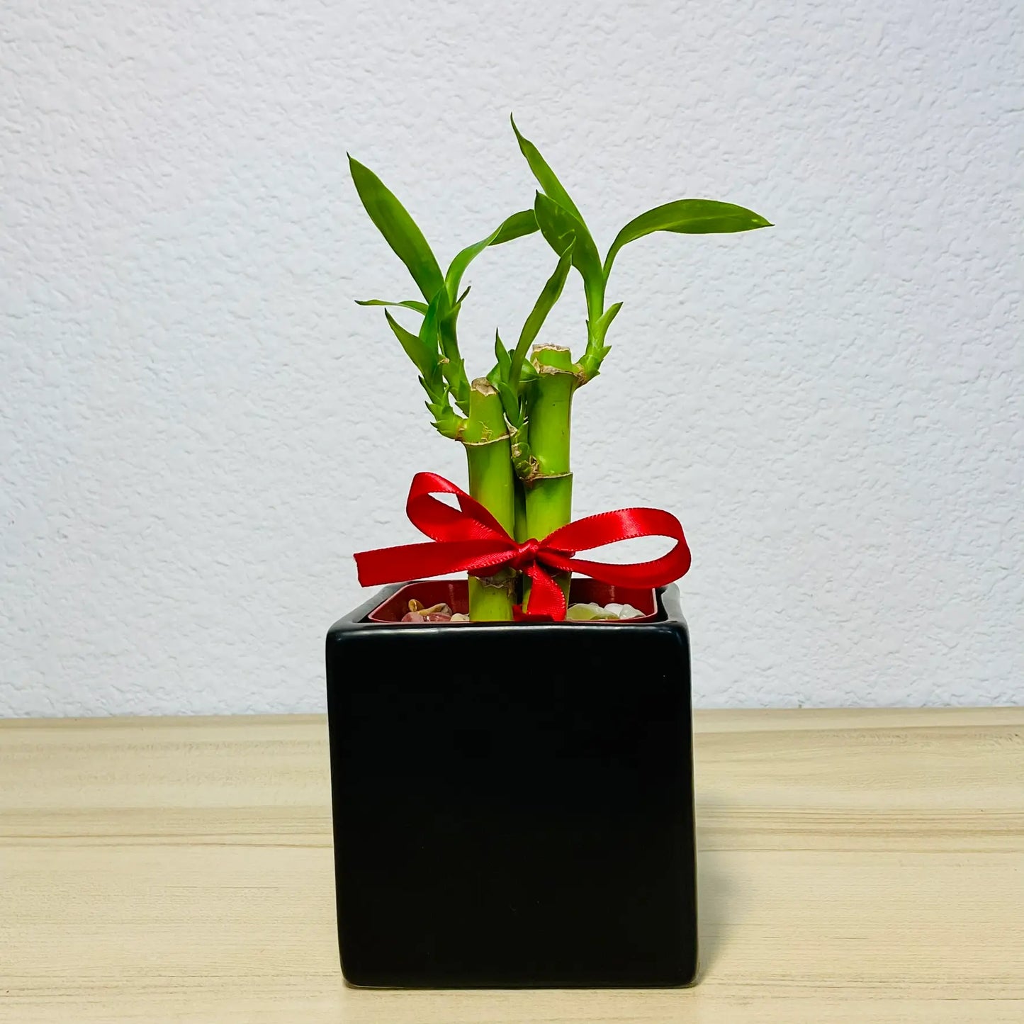Lucky bamboo stalks in black square ceramic pot