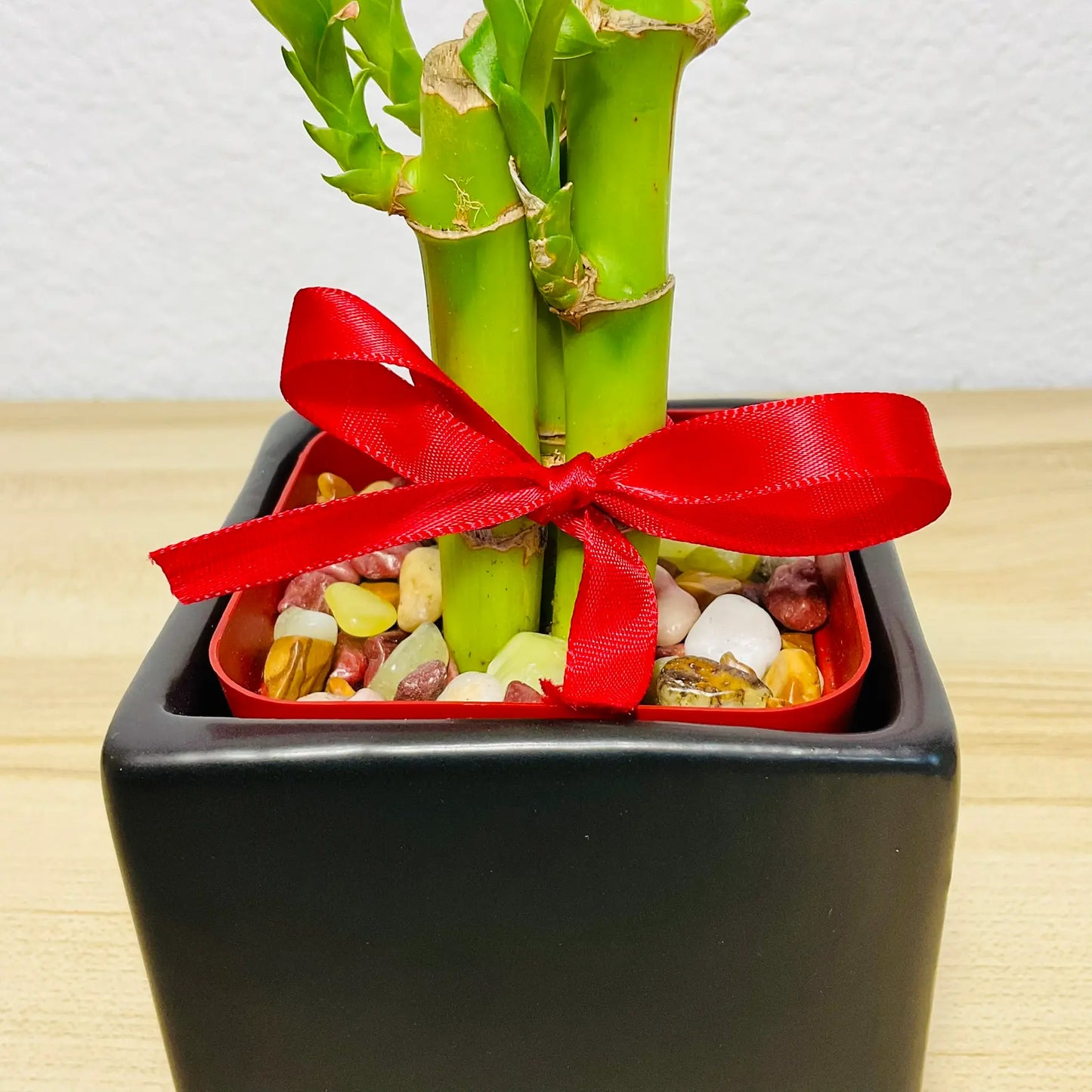 Lucky bamboo in black square ceramic pot up close stalk and stone view