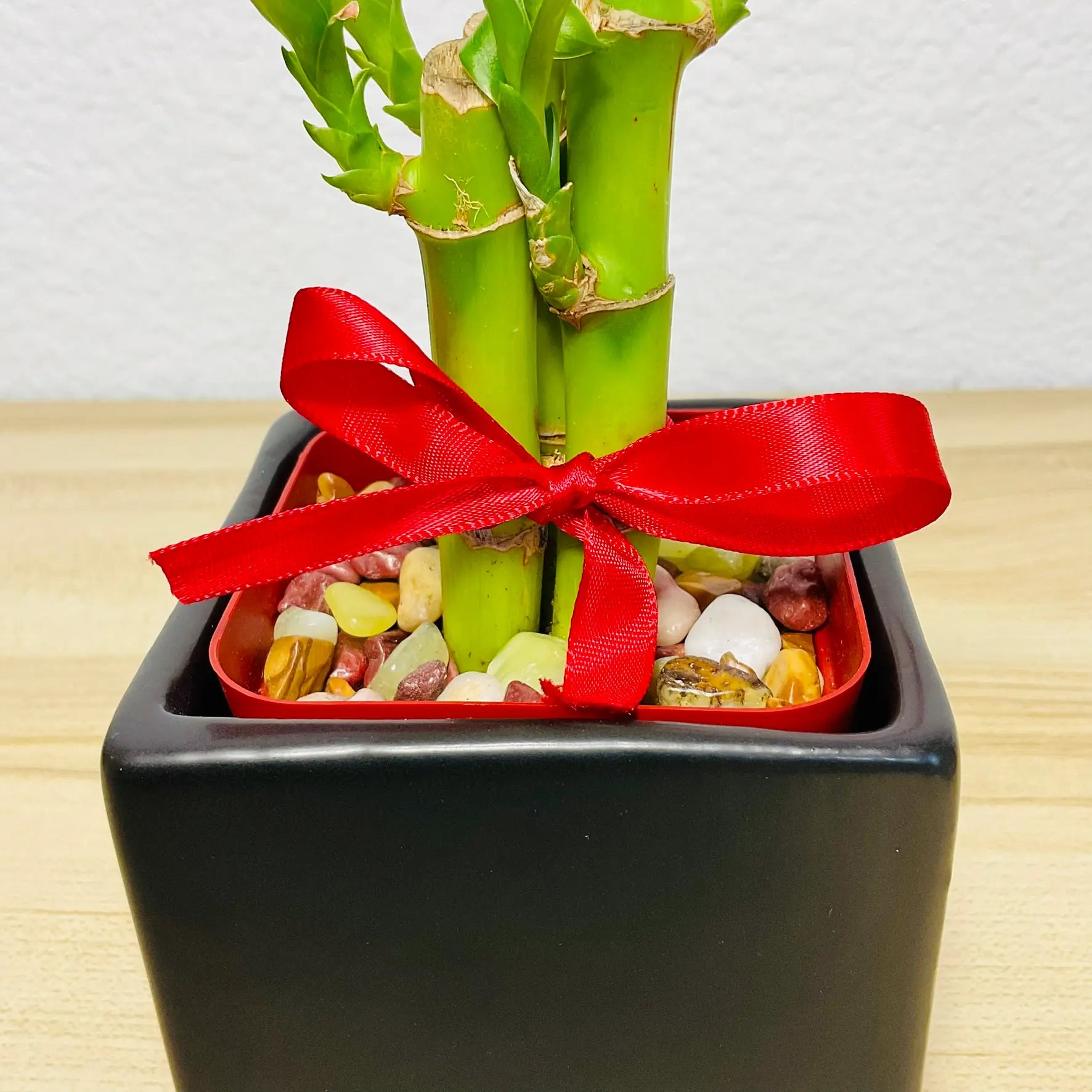 Lucky bamboo in black square ceramic pot up close stalk and stone view