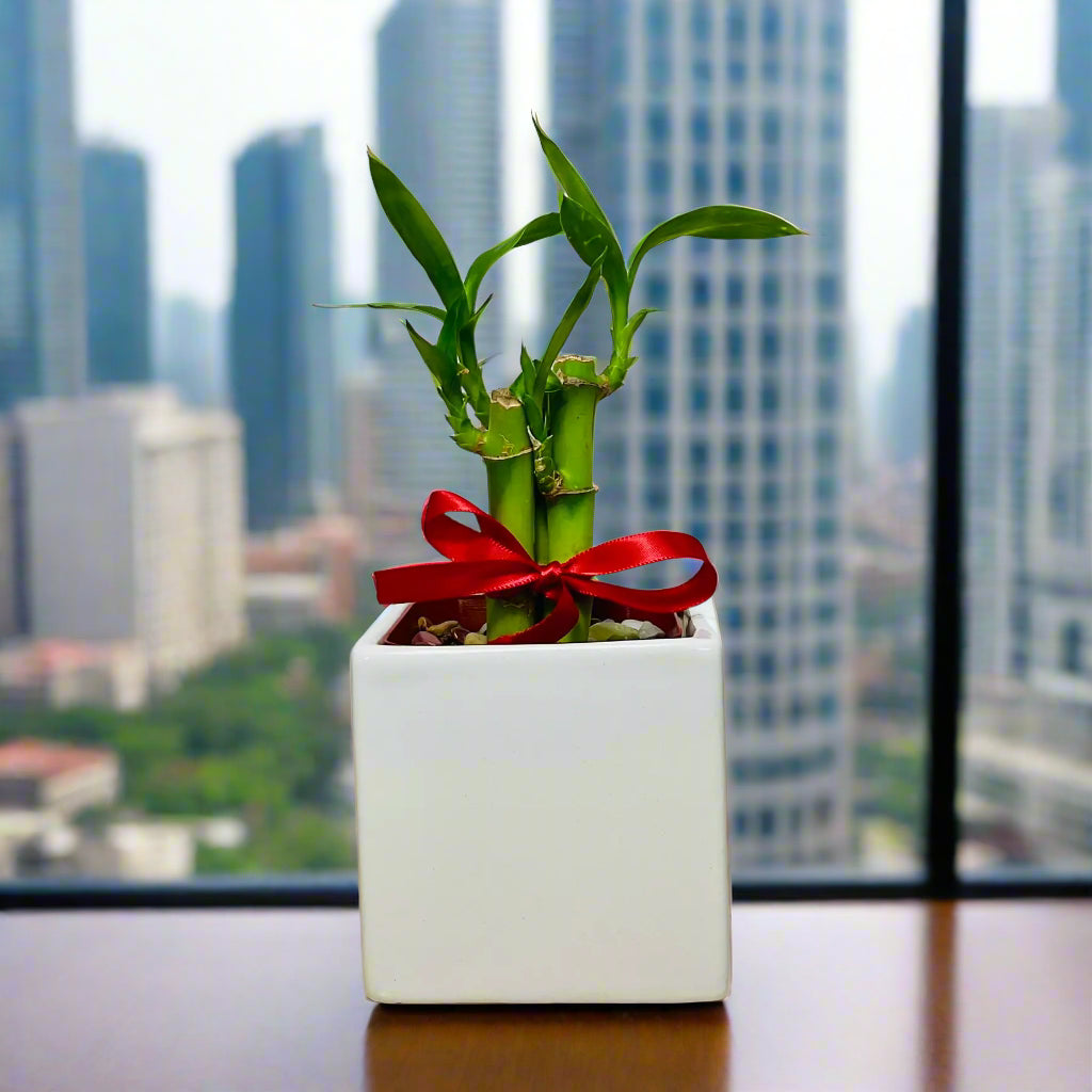 Lucky bamboo stalks in white square ceramic pot