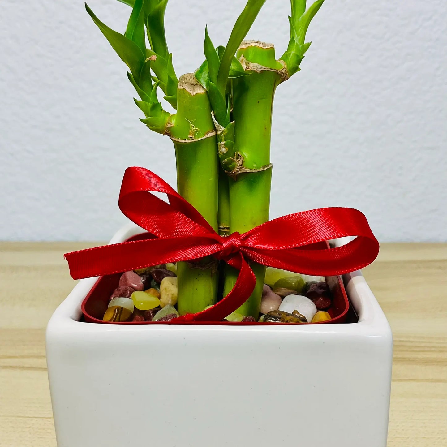 Lucky bamboo in white square ceramic pot up close stalk and stone view