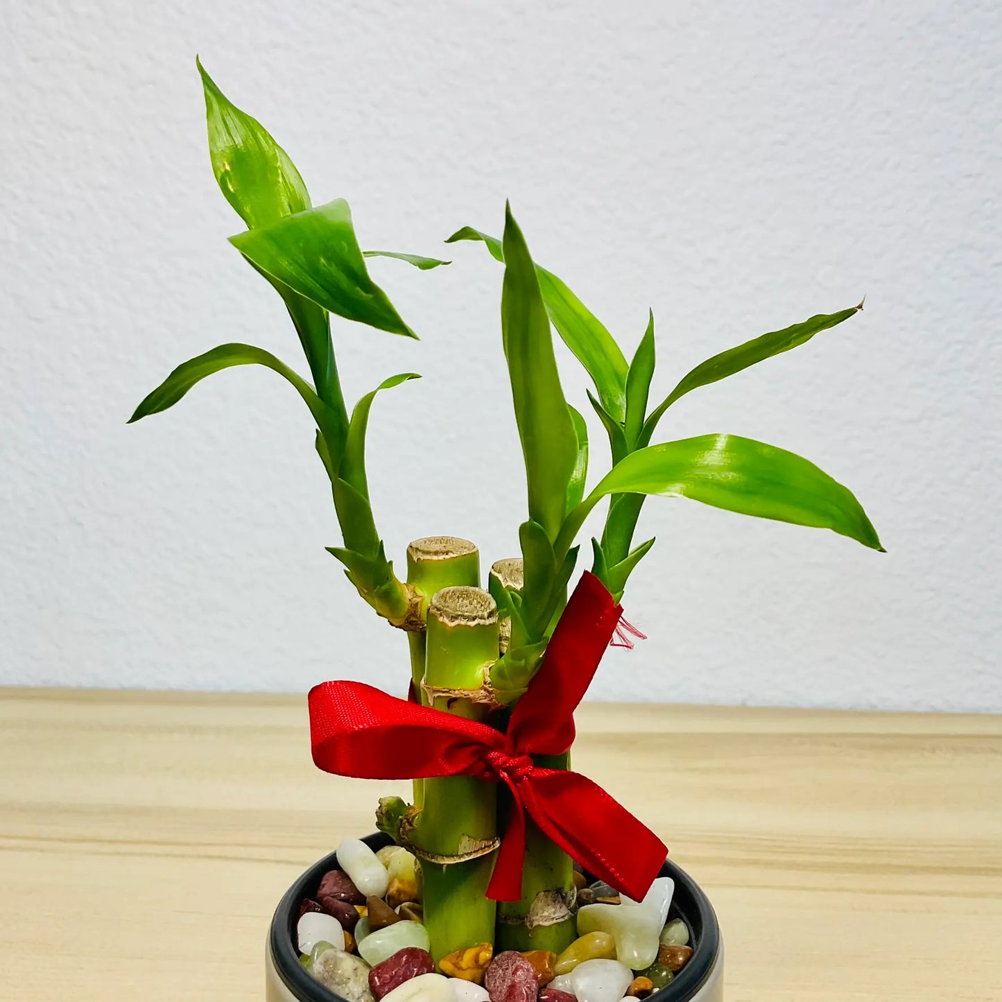 Lucky bamboo up close view