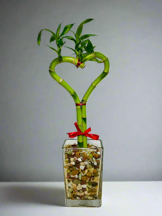 Heart-shaped single lucky bamboo plant in tall glass vase