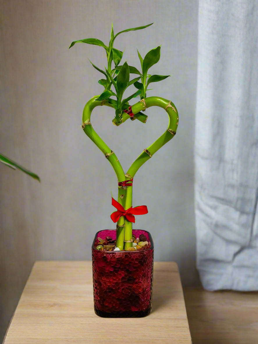 Heart-shaped single lucky bamboo plant in square purple glass vase