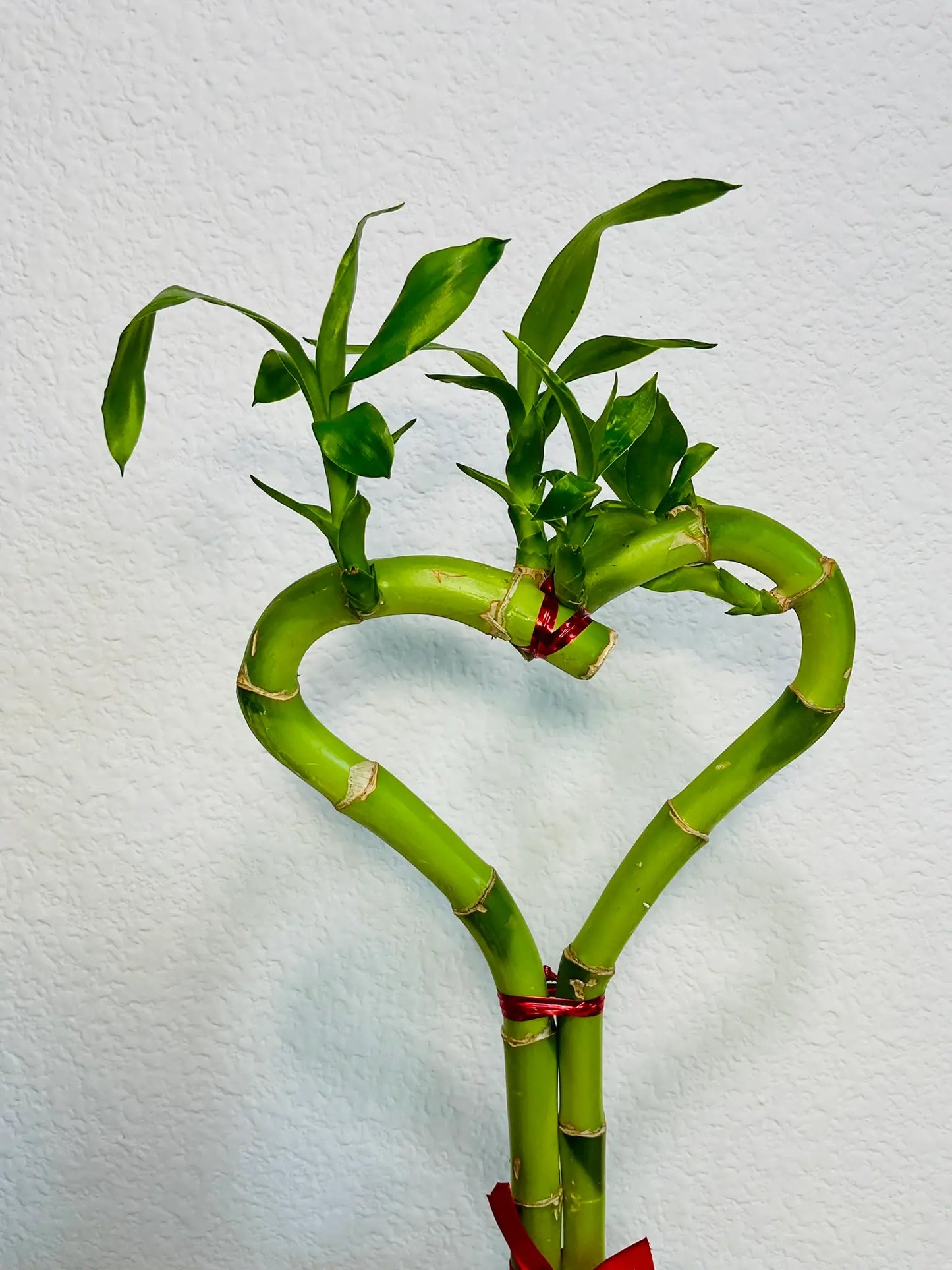 Heart-shaped single lucky bamboo heart up close