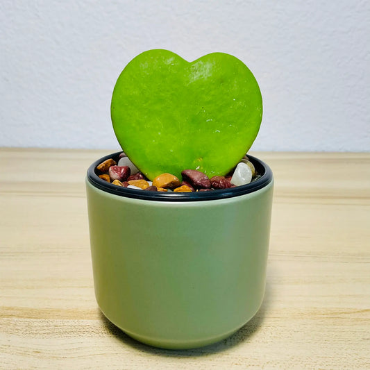 Sweetheart Hoya wax plant in ceramic green pot with thick waxy leaves