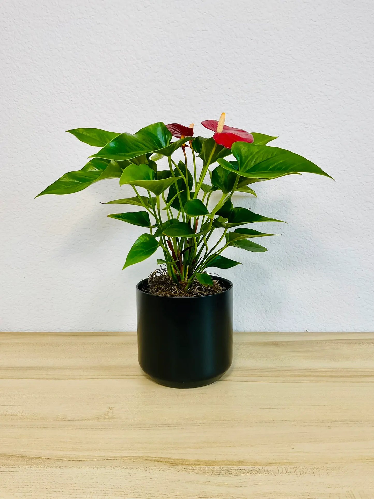 Red Anthurium plant with glossy red flowers in a black ceramic pot front view