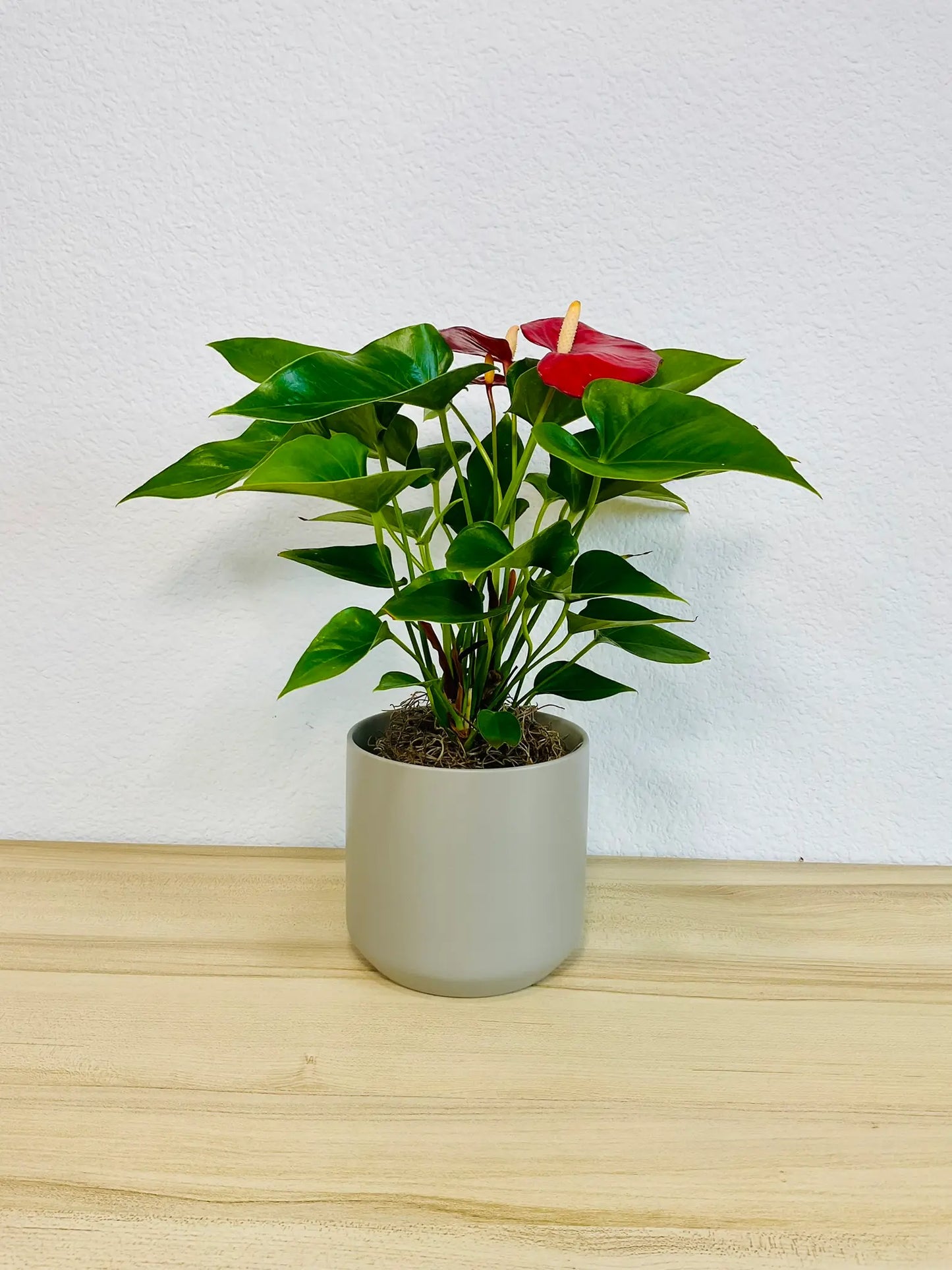Red Anthurium plant with glossy red flowers in a gray ceramic pot front view